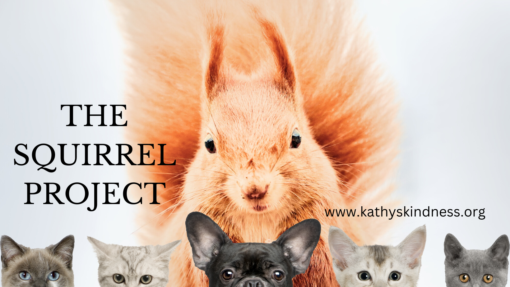 The Squirrel project.png