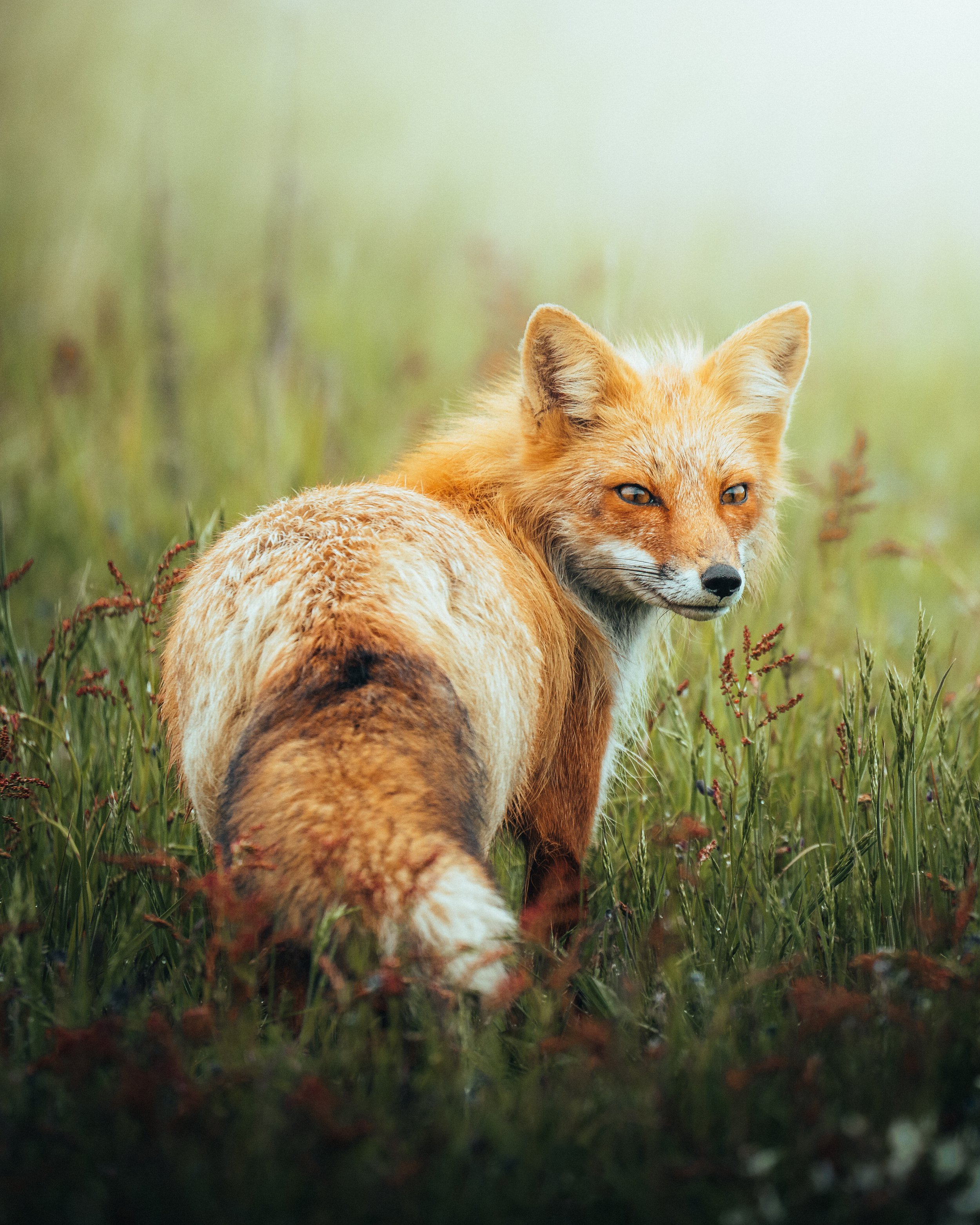 brown-fox1.jpg