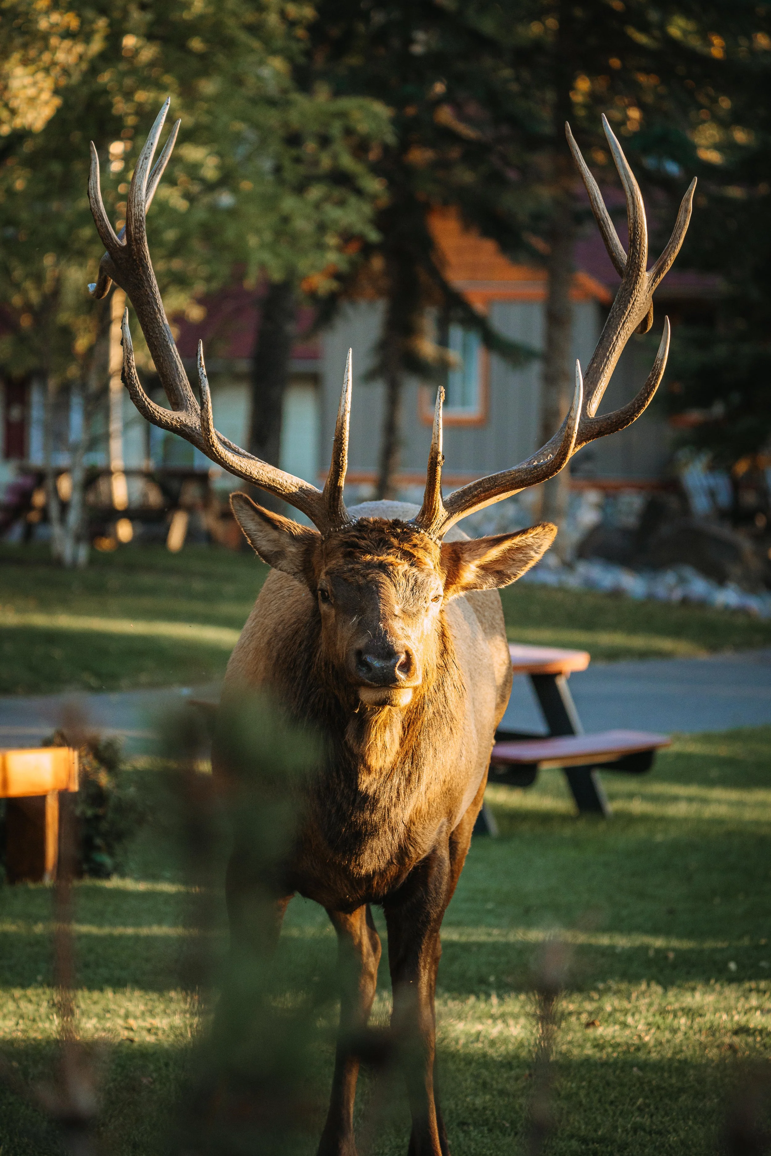 canada_banff_a7riii (1061)-1.jpg