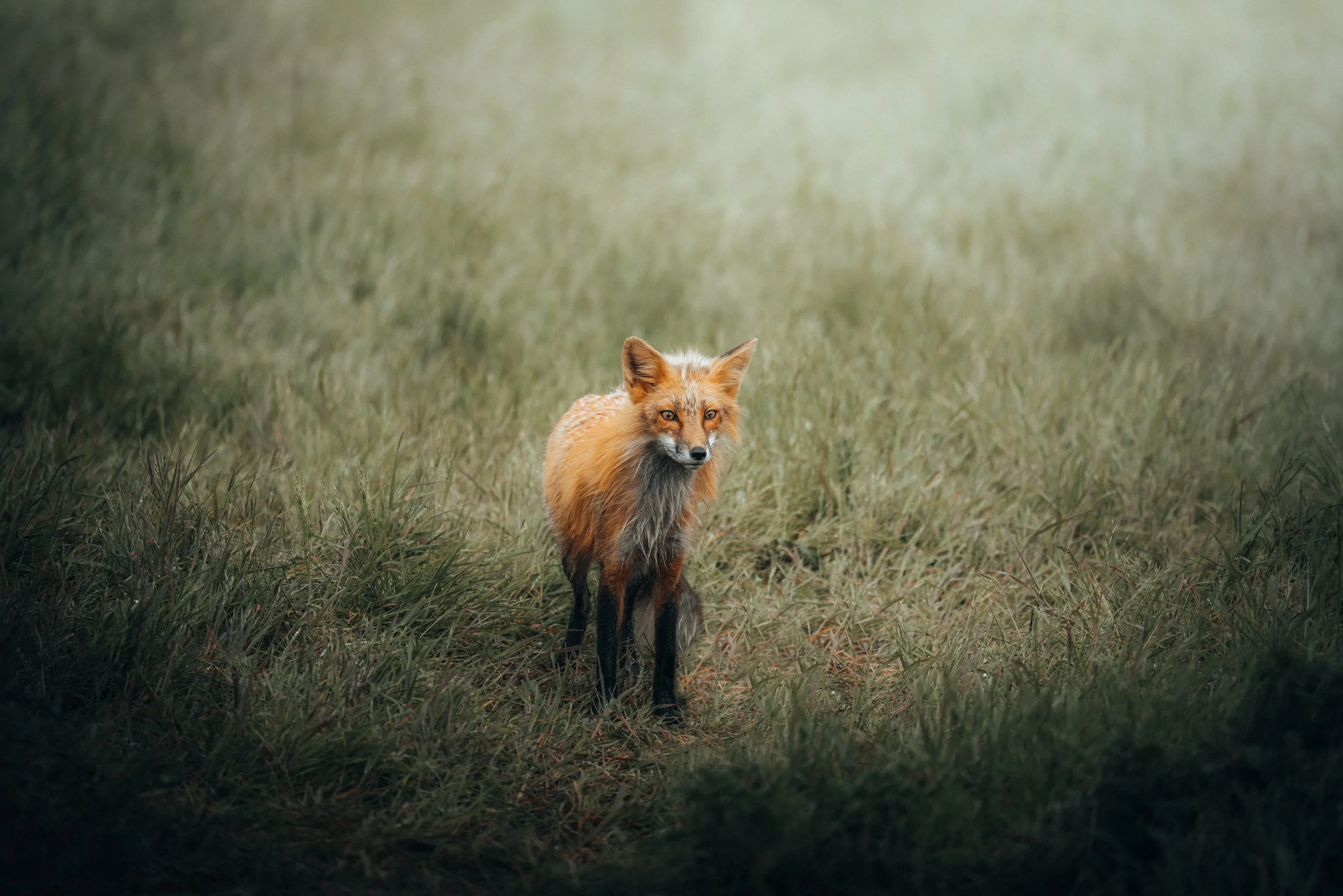 fox-in-the-field1.jpg
