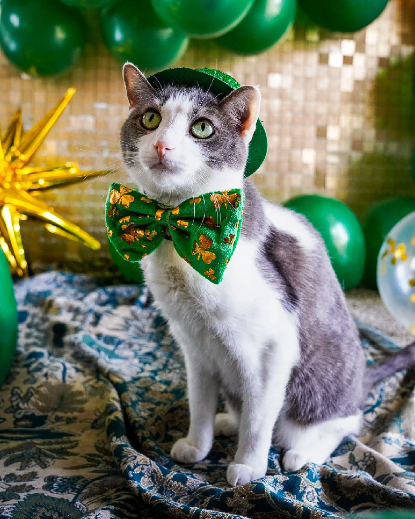 Lucky number 7 for my handsome, green-eyed boy. Thank you for being my creative muse Jaxy. 

✨7️⃣☘️🌟🎩💚

#PhotographyByMeghen #LifeByMeghen #JaxtonPaul_TheCat #catsofinstagram #catphotography