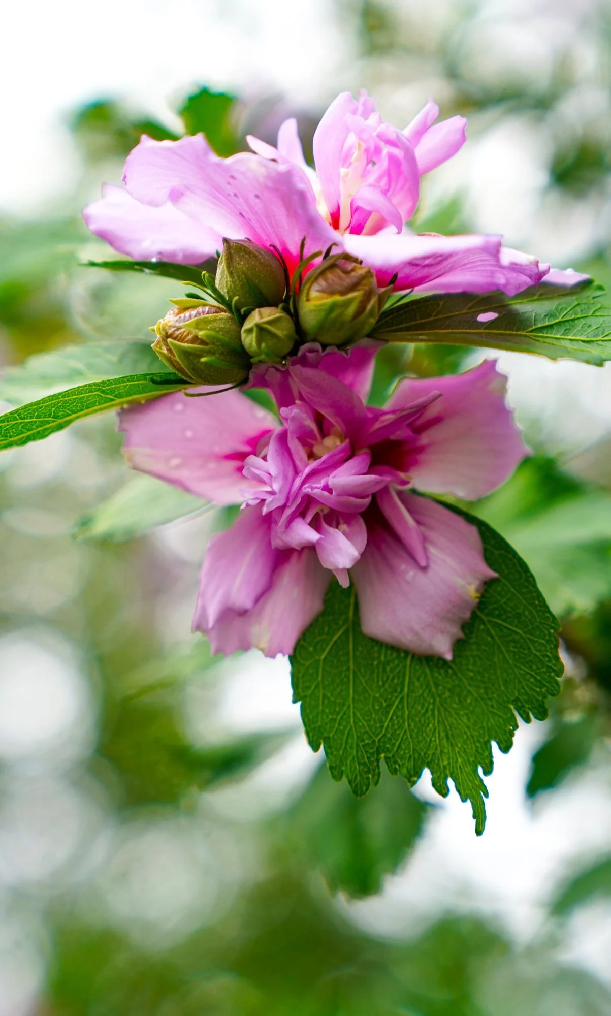 Flower, V4  //  London, OH