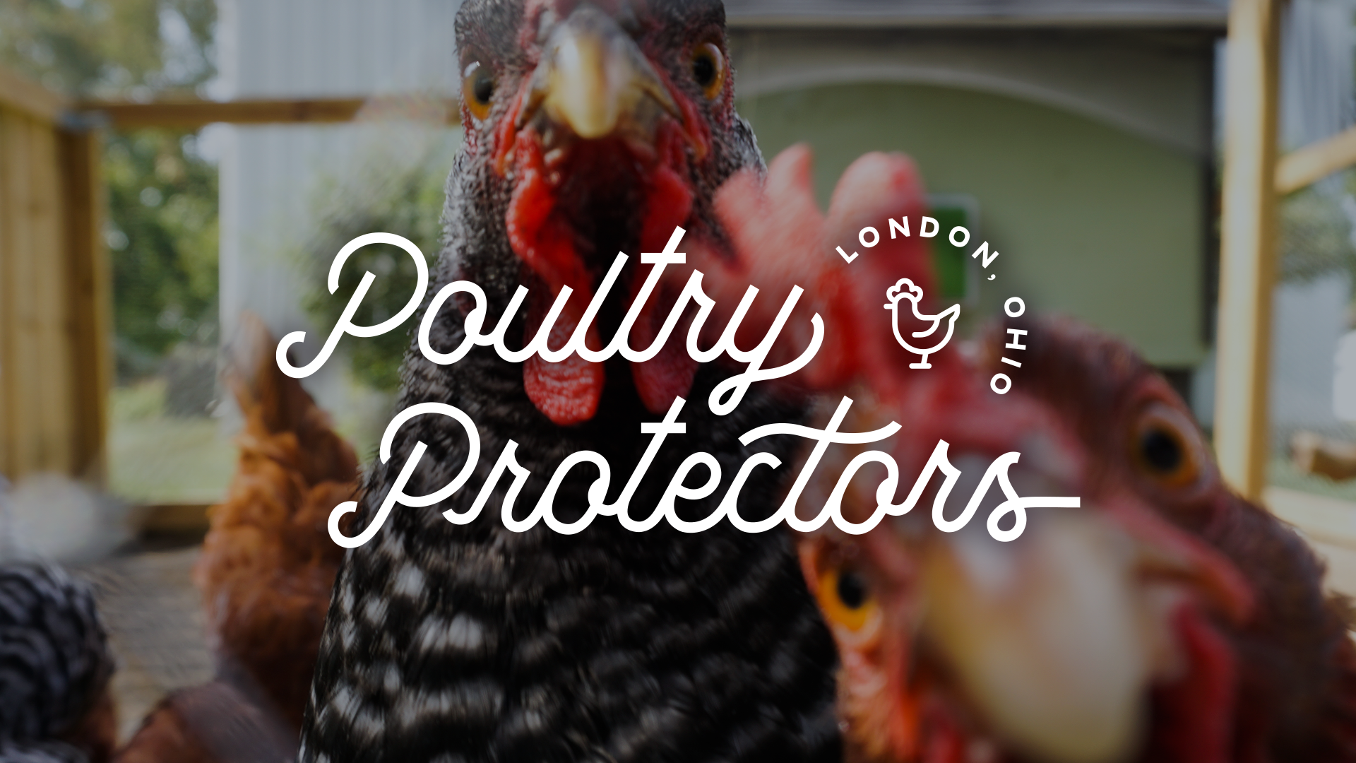 DesignsByMeghen-Poultry Protectors-1920x1080-1.png