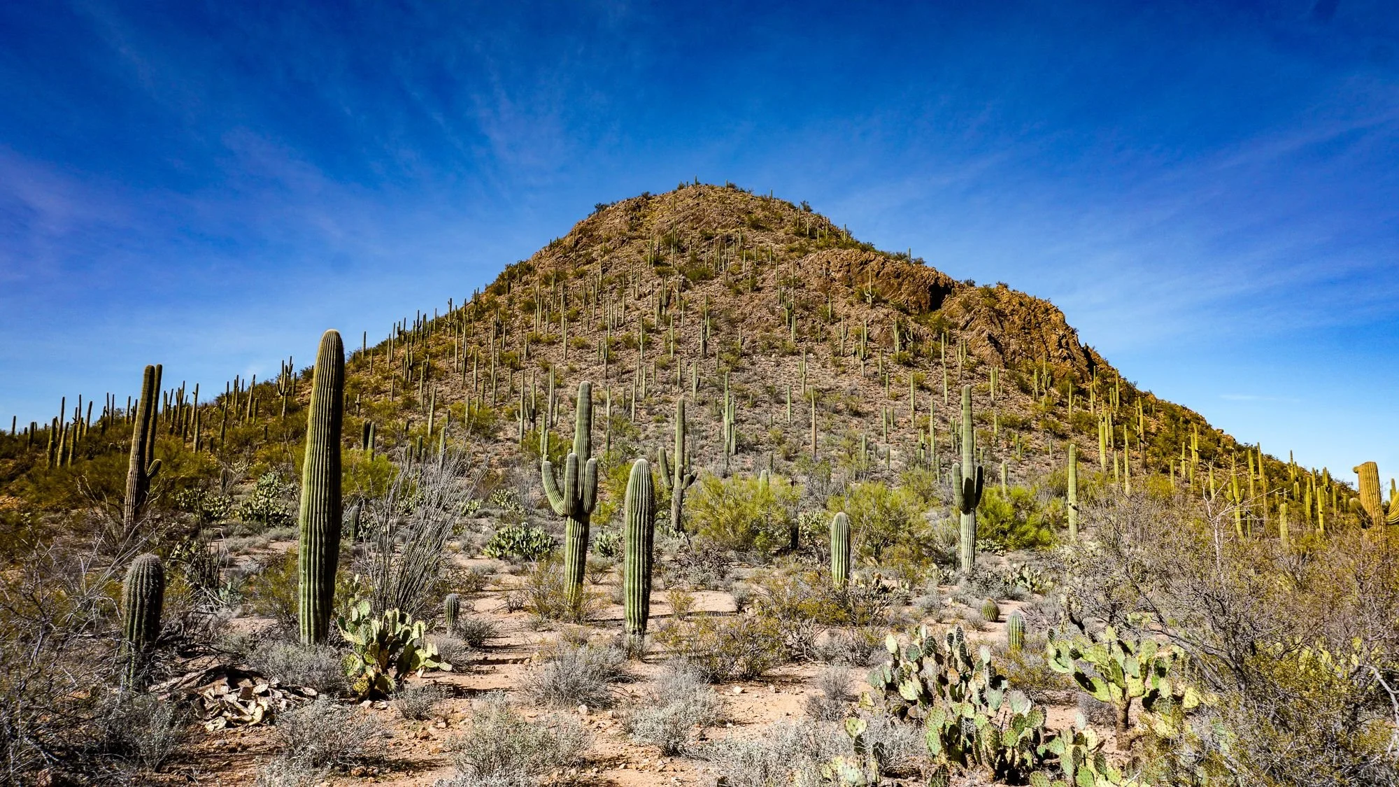 Saguaro West National Park  //  AZ  //  V1