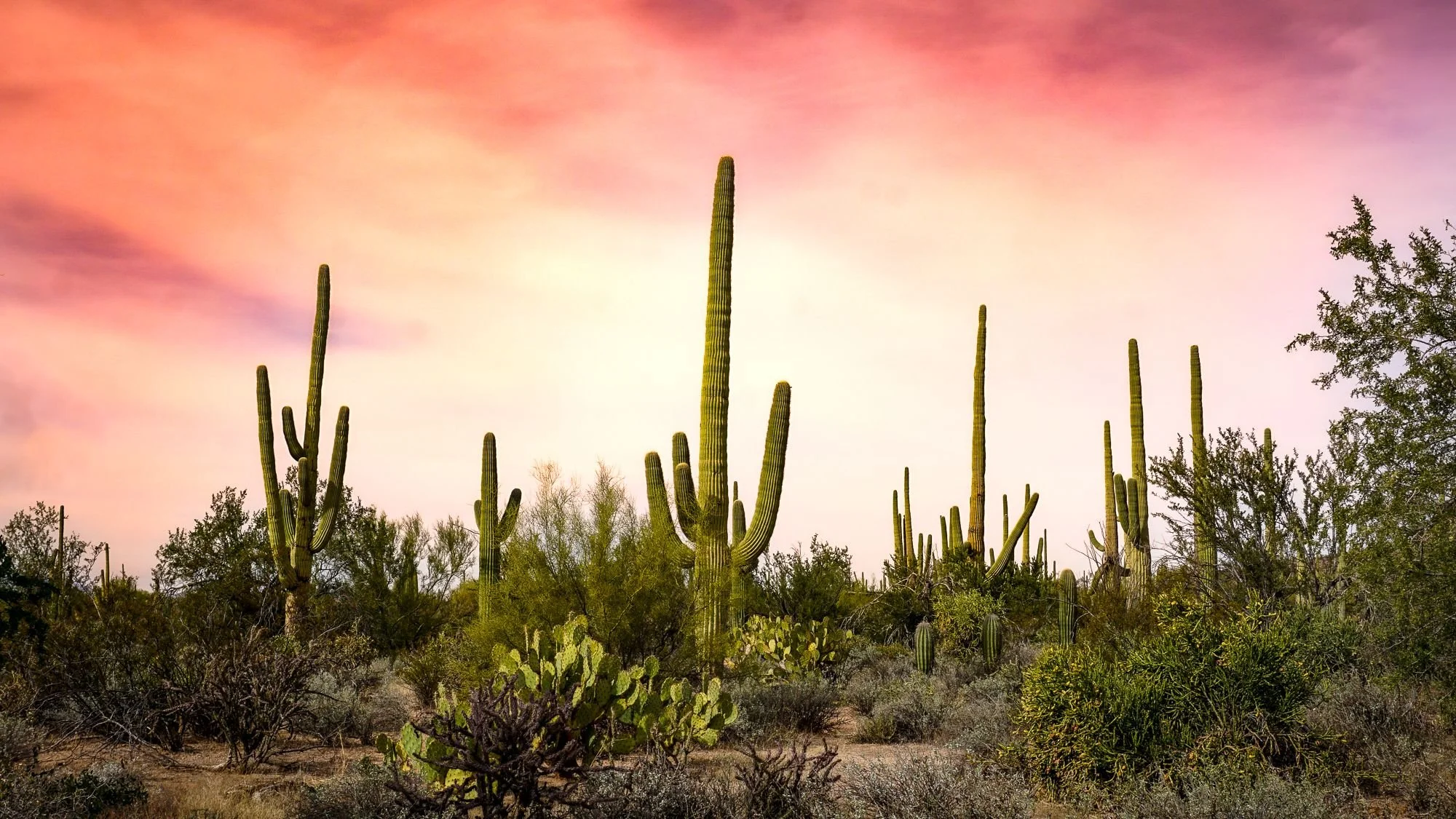Saguaro Sunset  //  Marana, AZ  //  V2