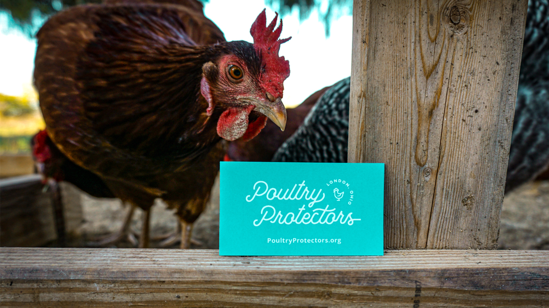 DesignsByMeghen-Poultry Protectors-1920x1080-3.png