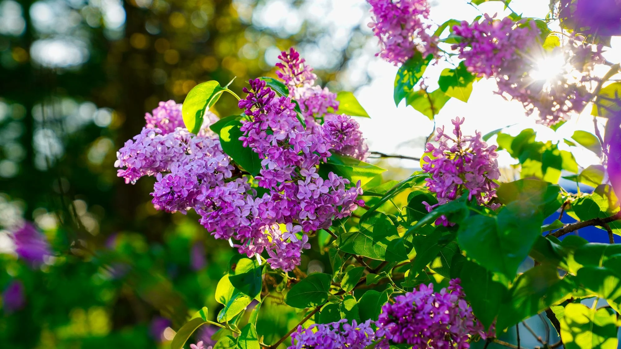 Flower, V1  //  London, OH