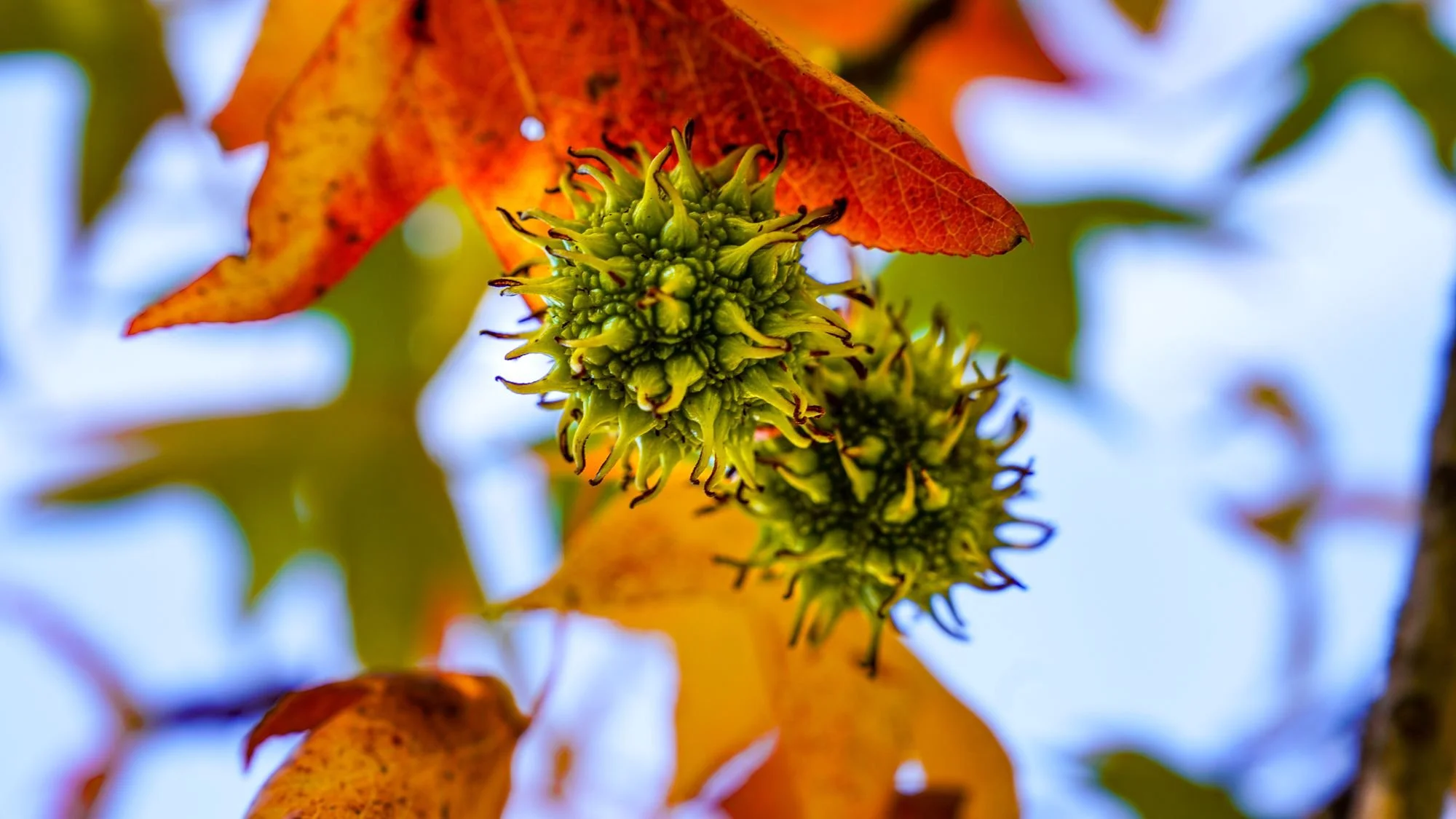 Poke  //  London, OH