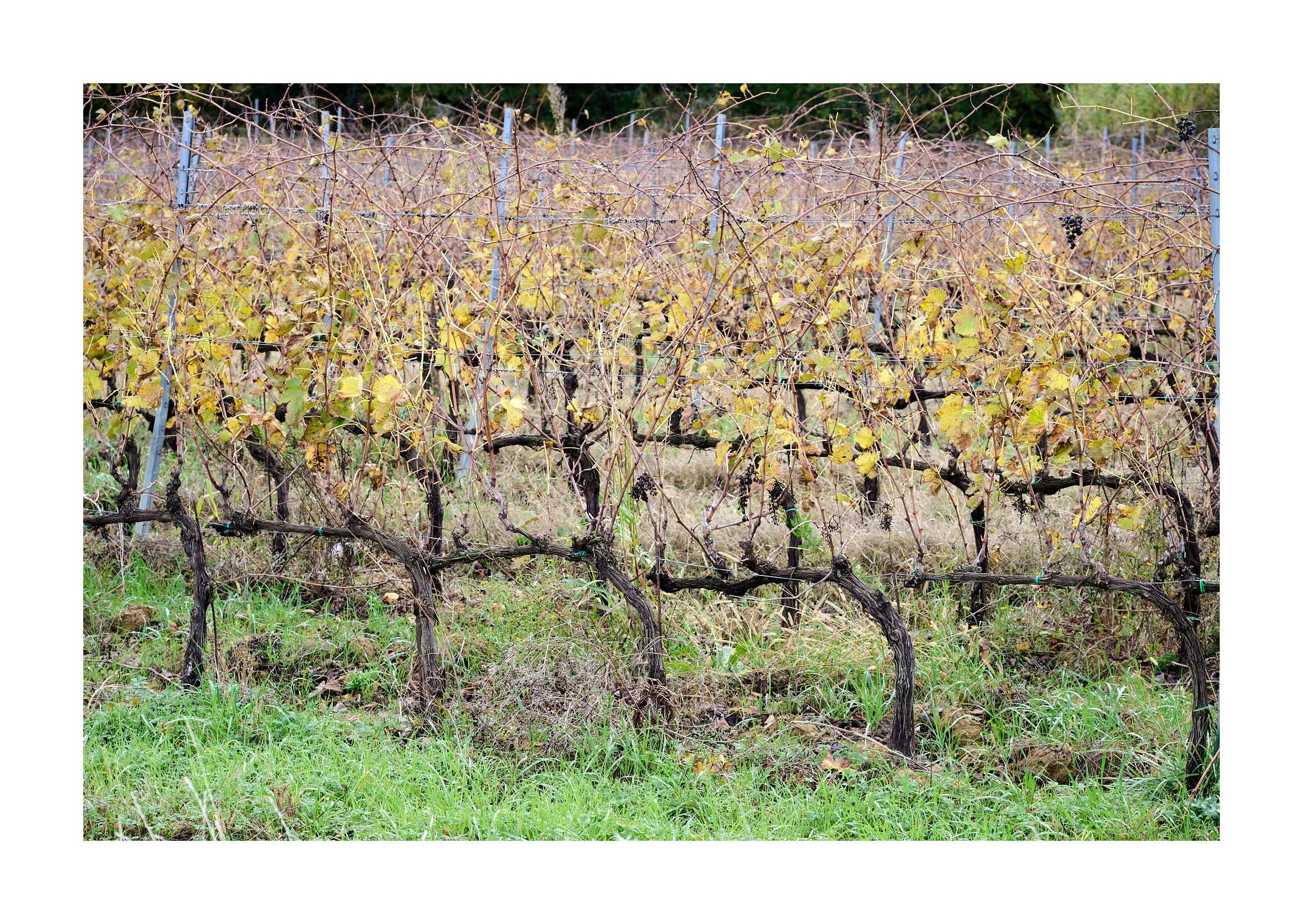 23-11-14 - Tuscany 99.jpg