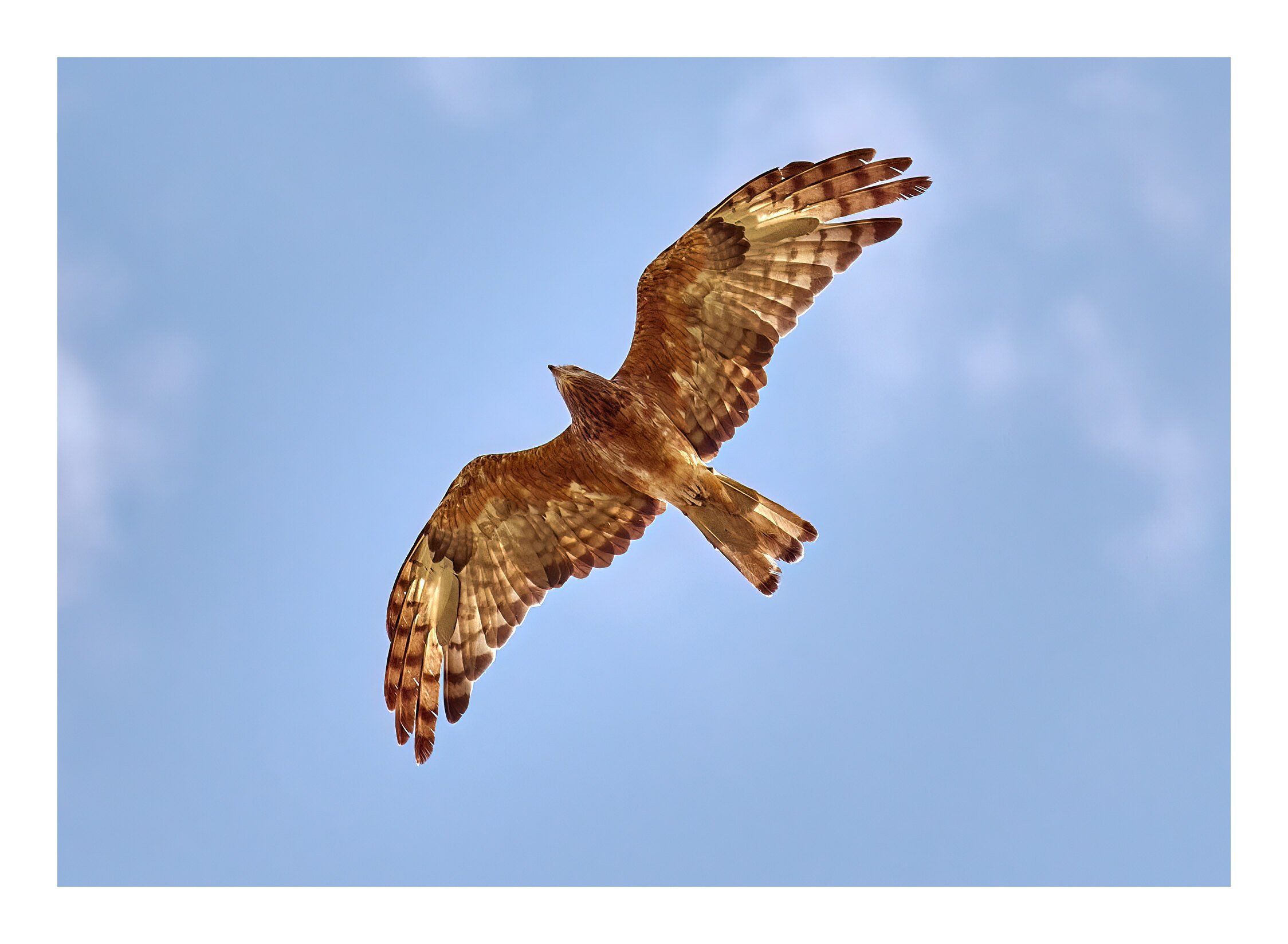 Soaring Laidley Heights QLD.jpg