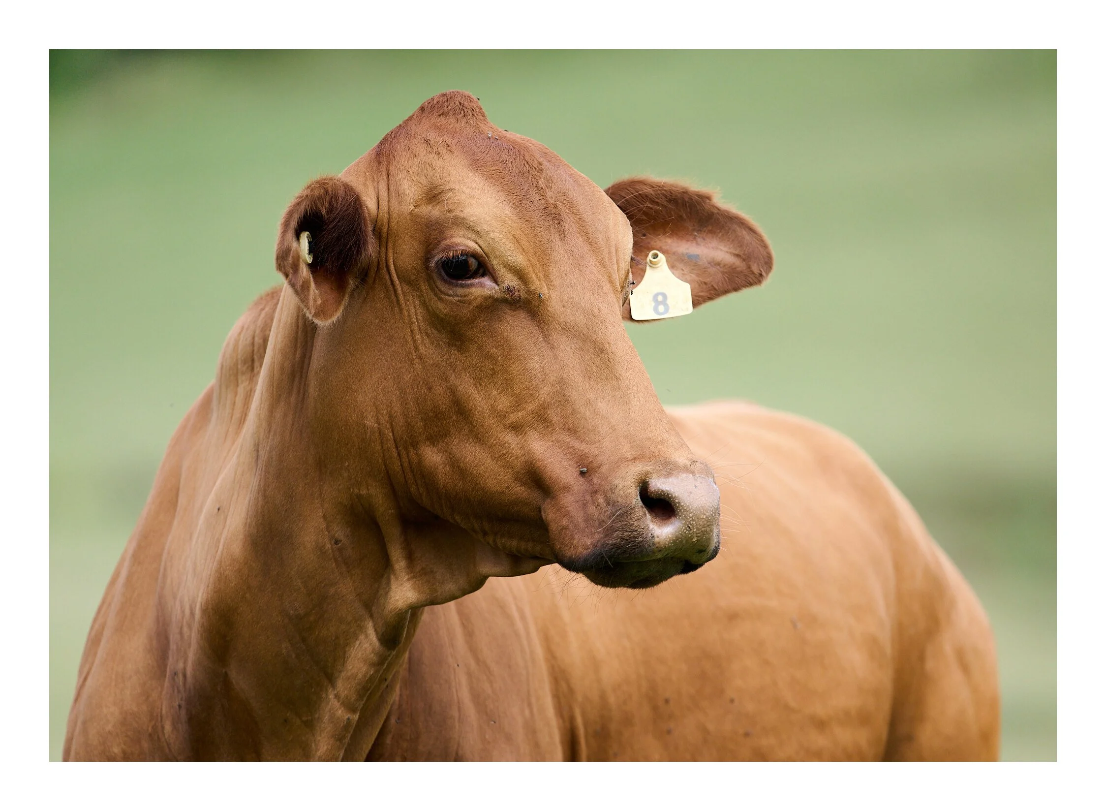 Cow #8 Side Profile Laidley Valley QLD.jpg