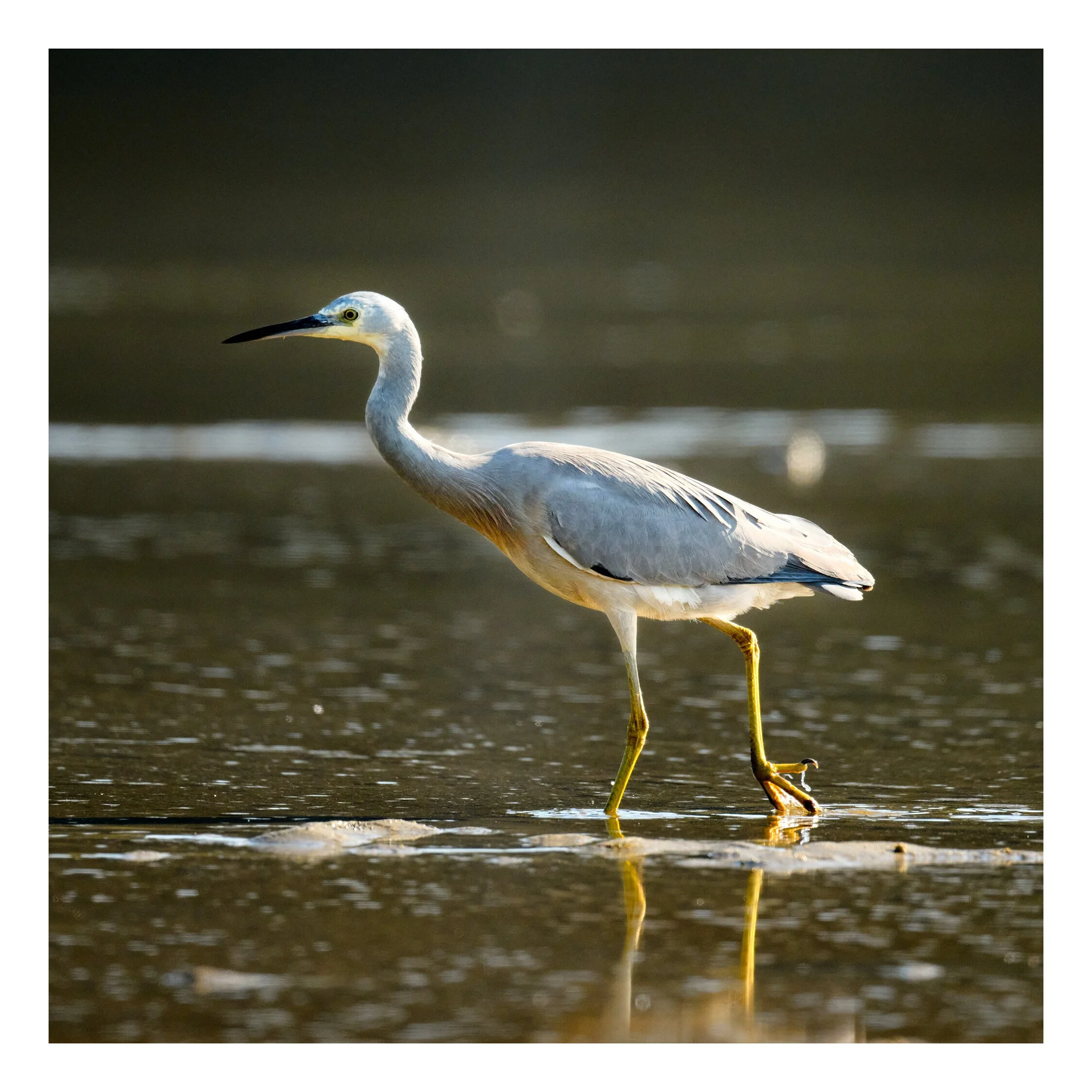 Narooma  - Mar 24 2023 - 1143.jpg