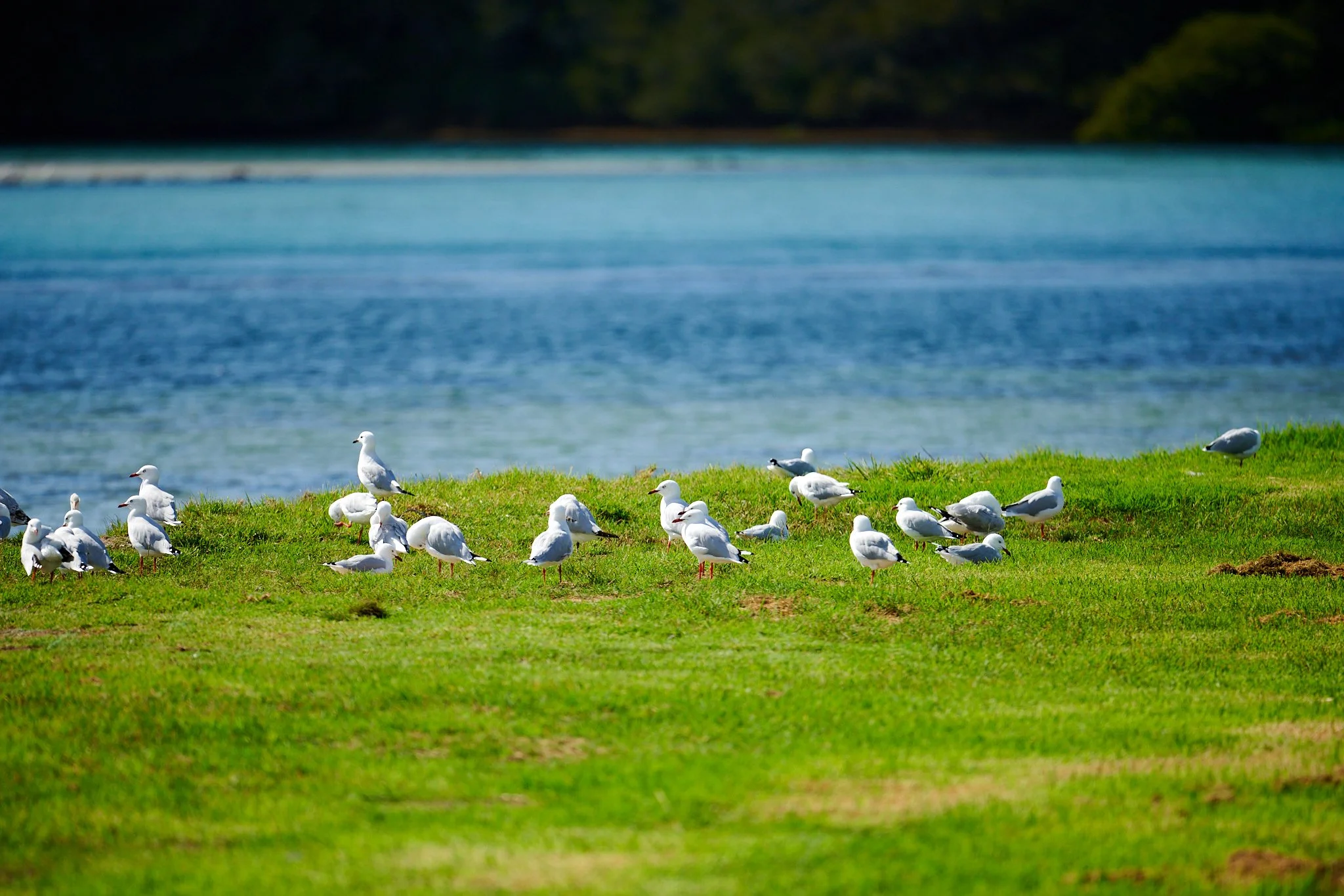 Narooma Mar 24 2023 0952.jpg