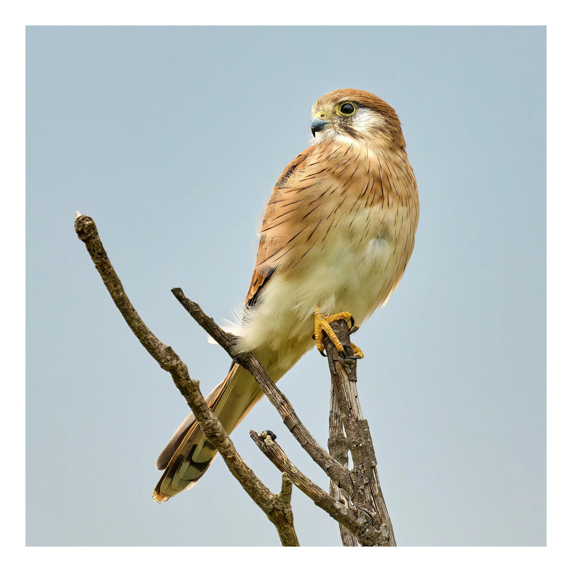 Bolonga Mar 25 2023 1172.jpg