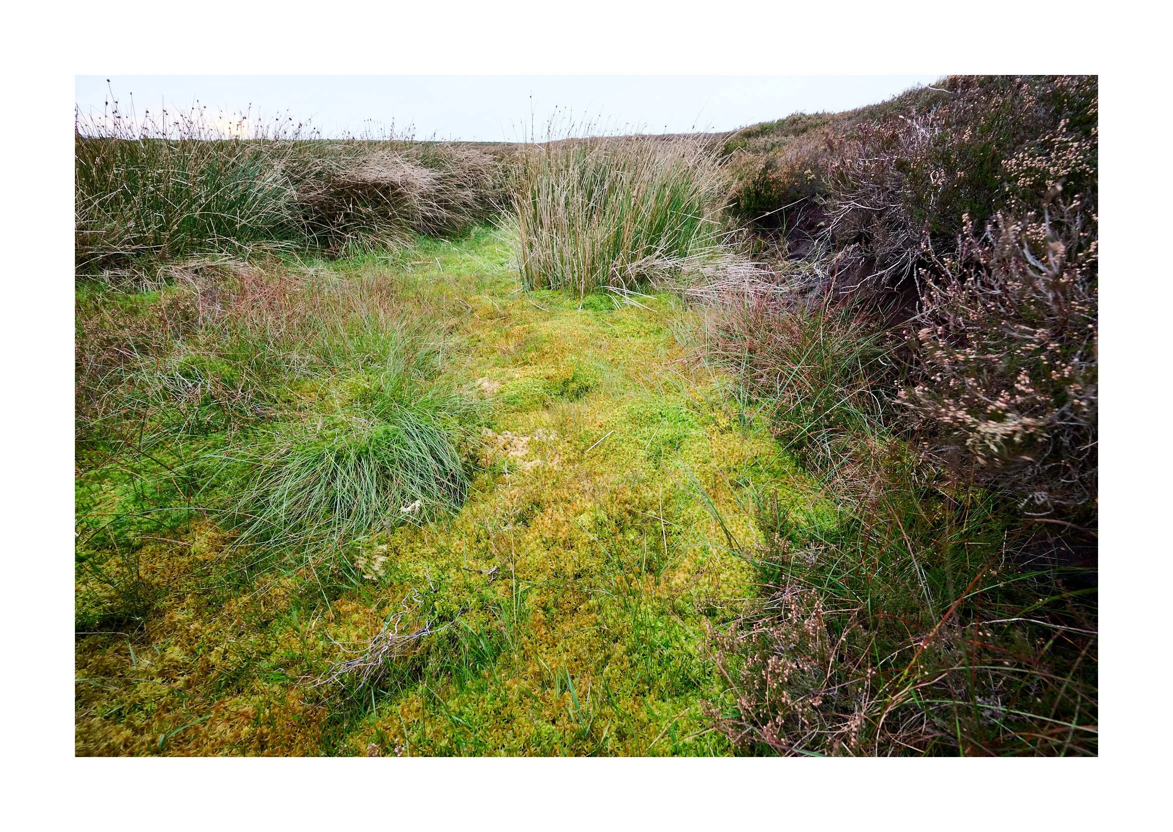 23-10-07 - Wicklow - the Bog 9.jpg