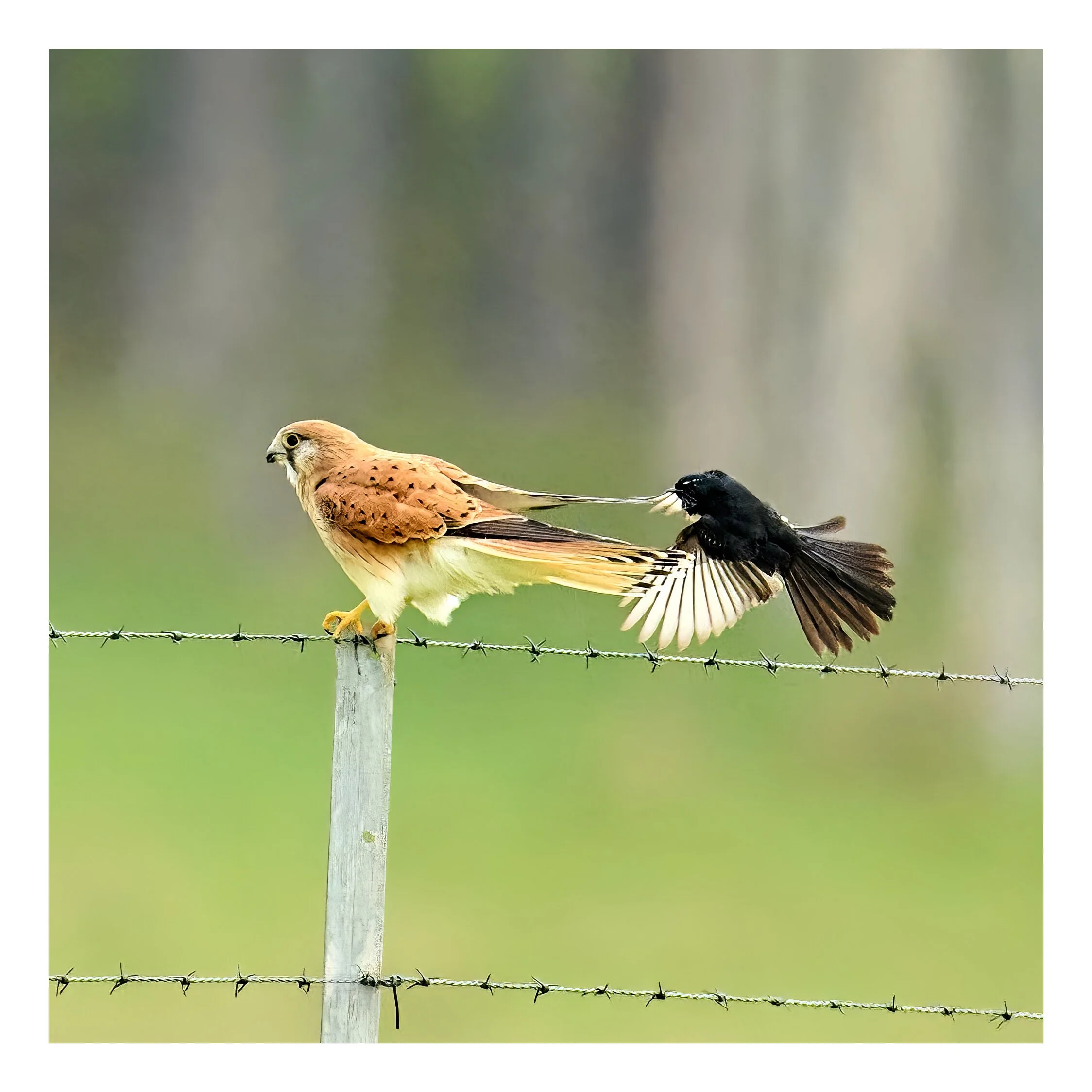 Bolonga Mar 25 2023 1179.jpg