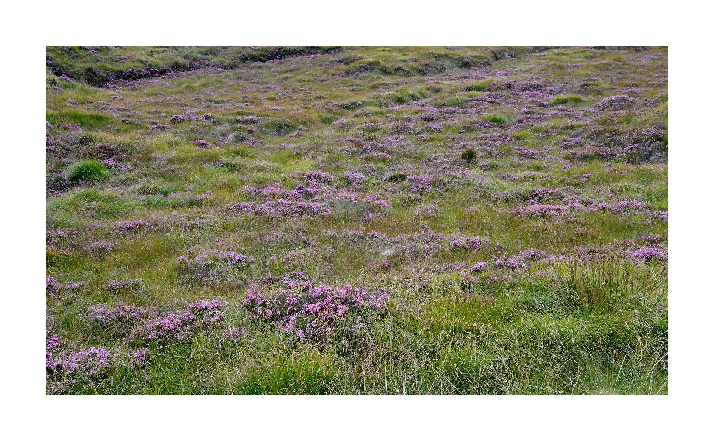 23-09-09 - Isle of Lewis 13.jpg