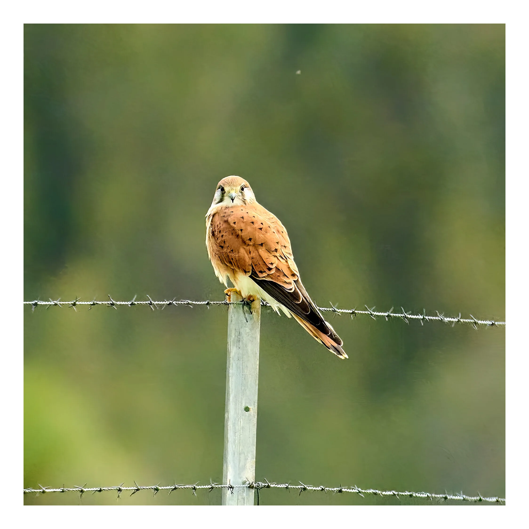 Bolonga Mar 25 2023 1188.jpg