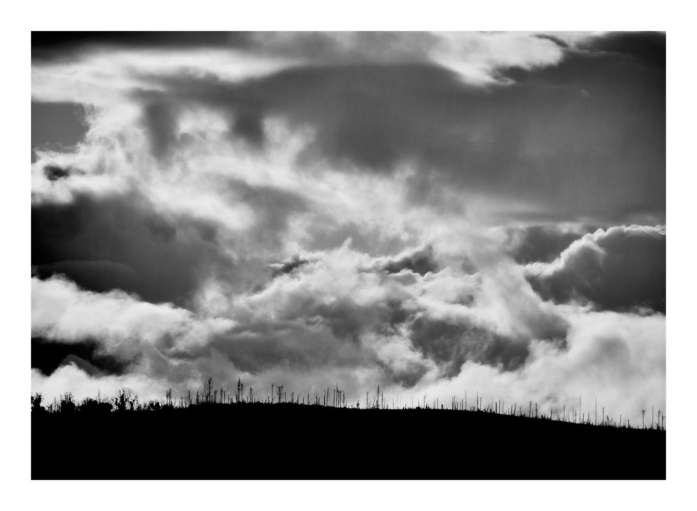 After the Firestorm Lake Blowering NSW.jpg