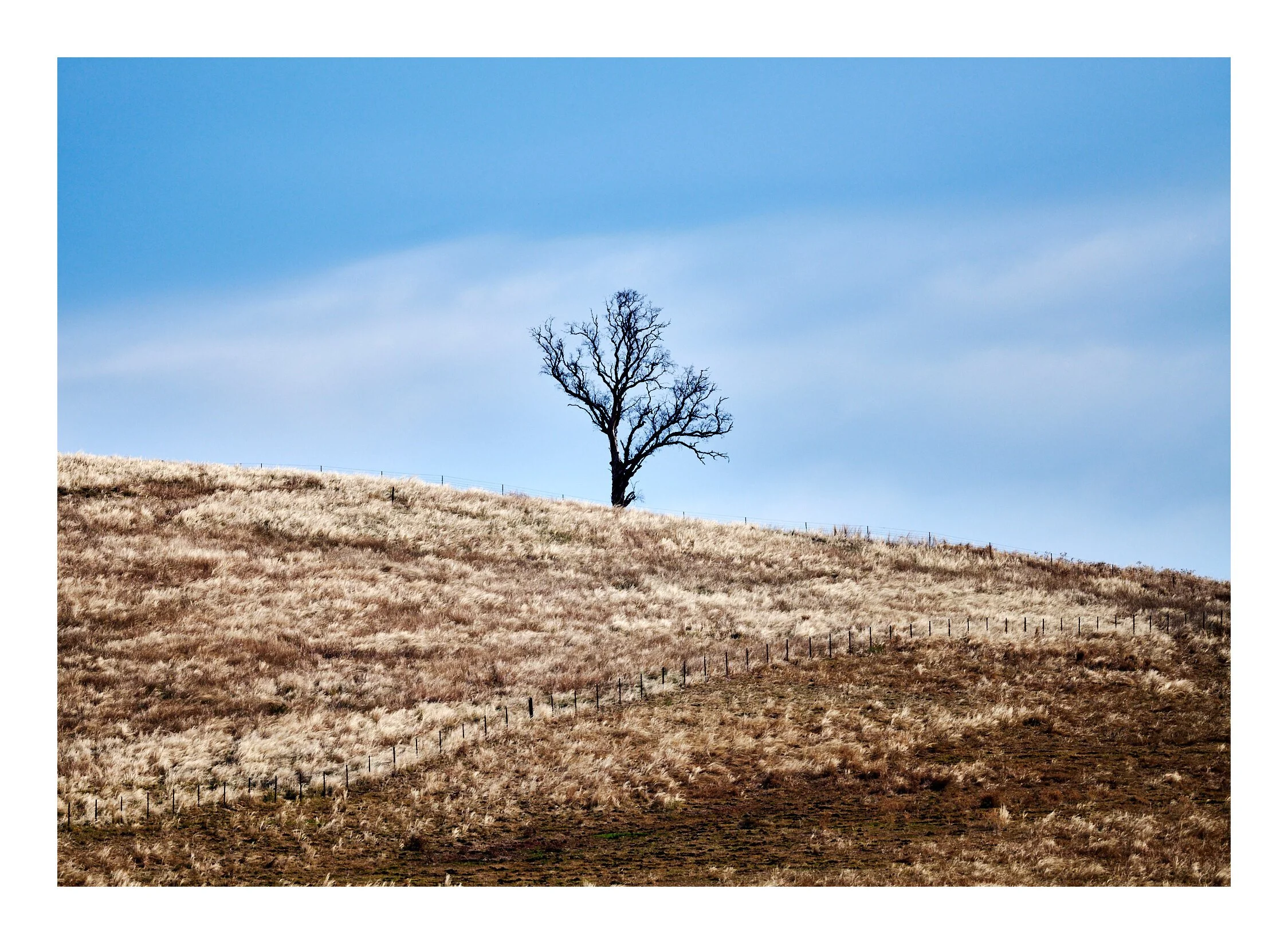 One Tree Hill Snowy Mountains NSW.jpg