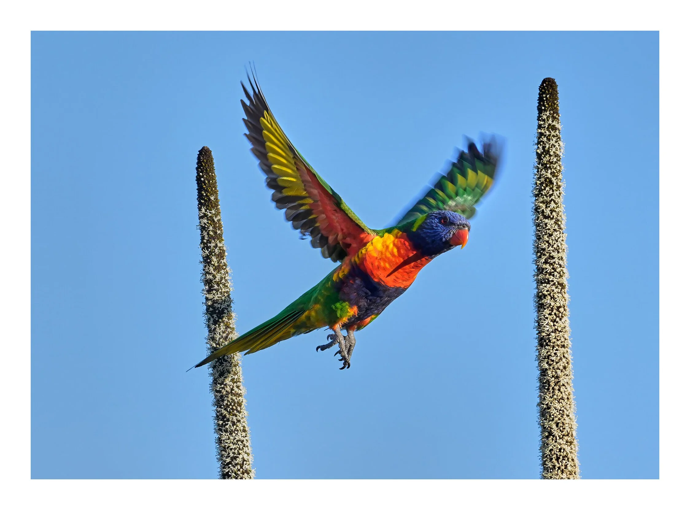 BIrds of Kings Langley   199 1.jpg