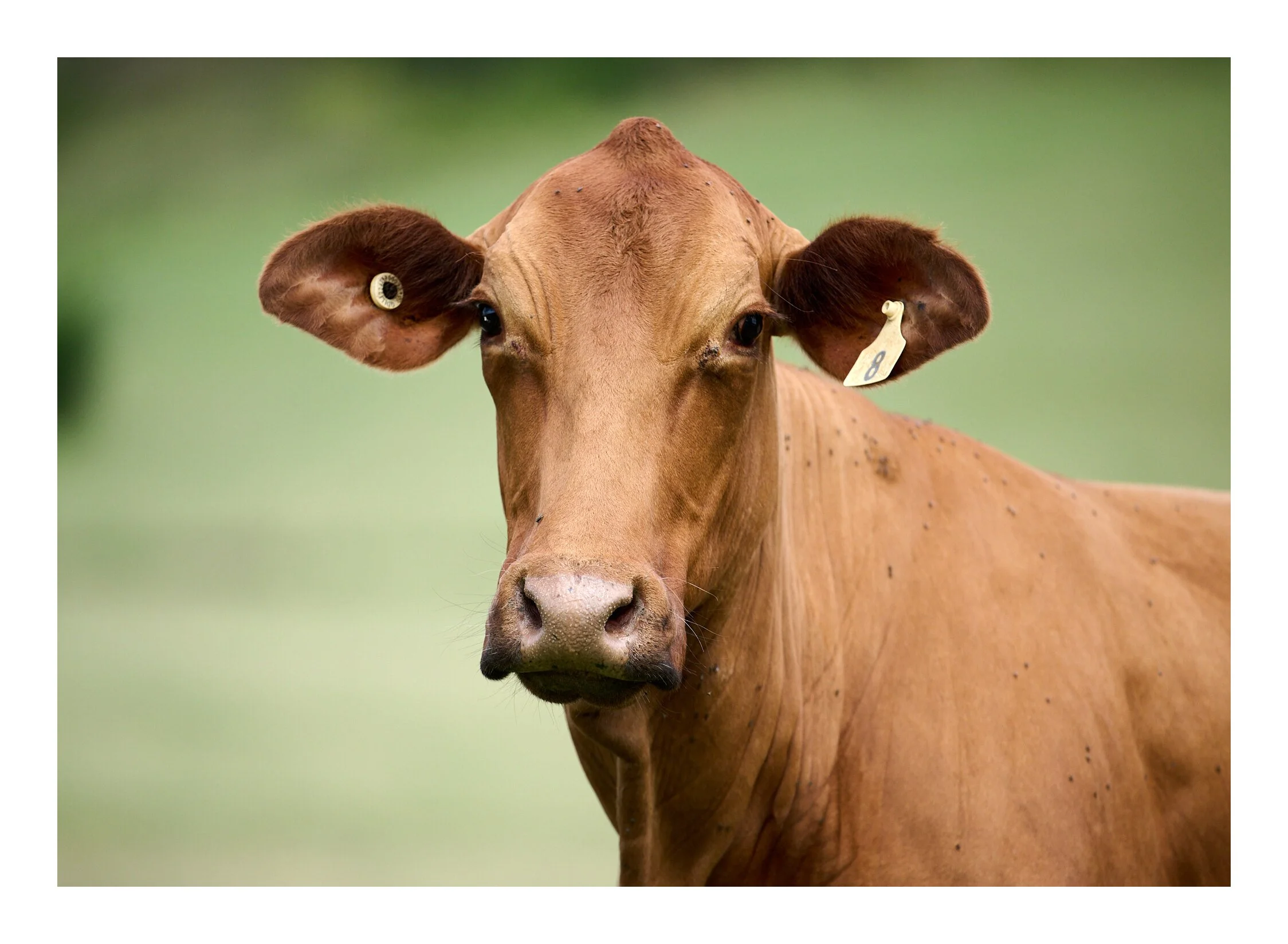 Cow #8 Laidley Valley QLD.jpg