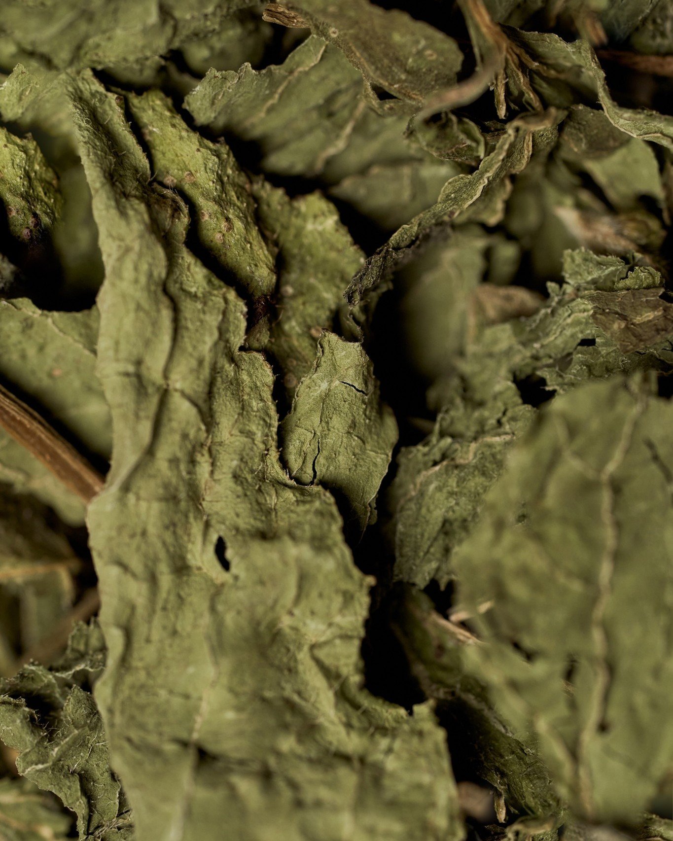 Micro shot of guascas.

牛膝菊的特寫。

#MONOhkg #JIAgroup