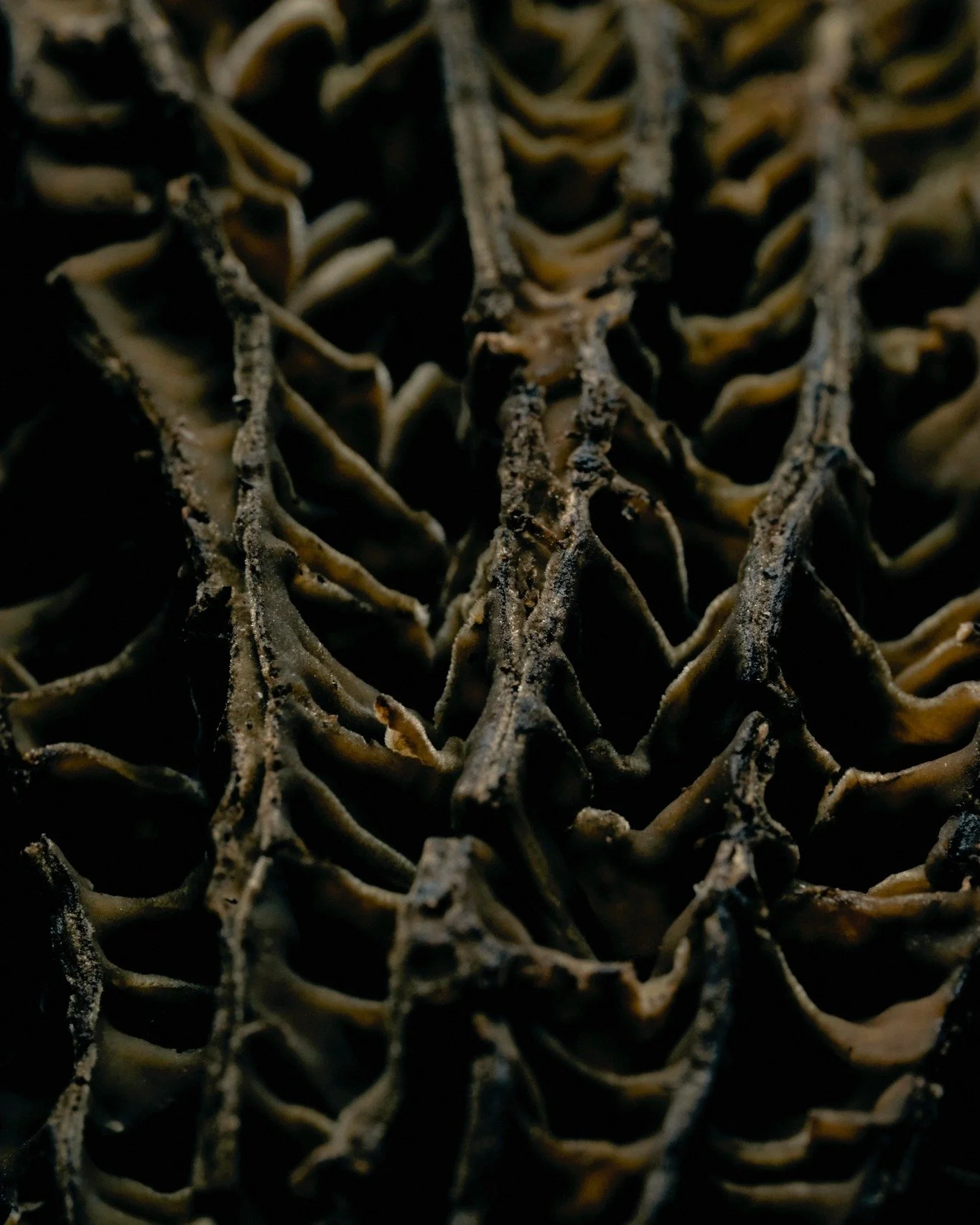 Micro shot of morel.

羊肚菌的特寫。

#MONOhkg #JIAgroup