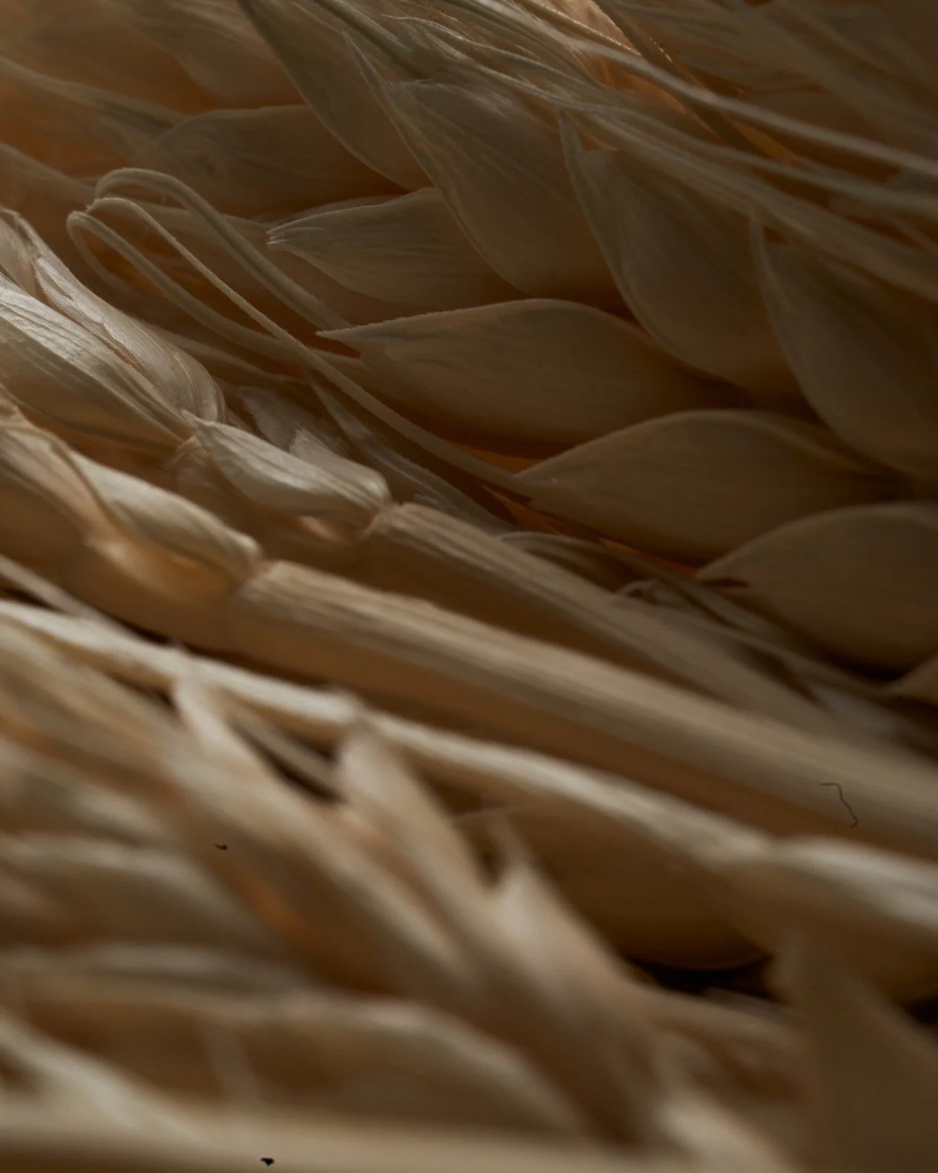 Micro shot of wheat.

小麥的特寫。

#MONOhkg #JIAgroup