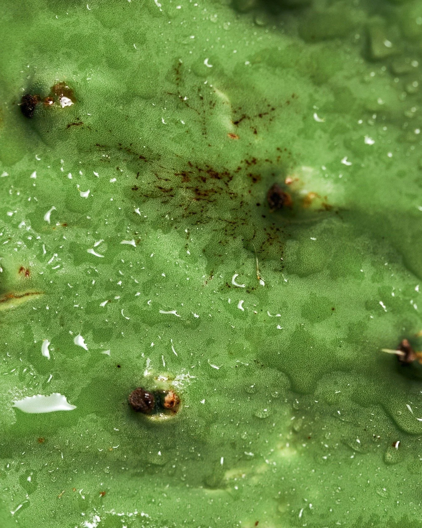 Micro shot of nopal.

仙人掌的特寫。

#MONOhkg #JIAgroup