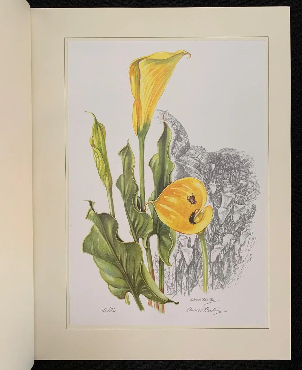 South African Botanical Art by Marion Arnold 7.jpeg