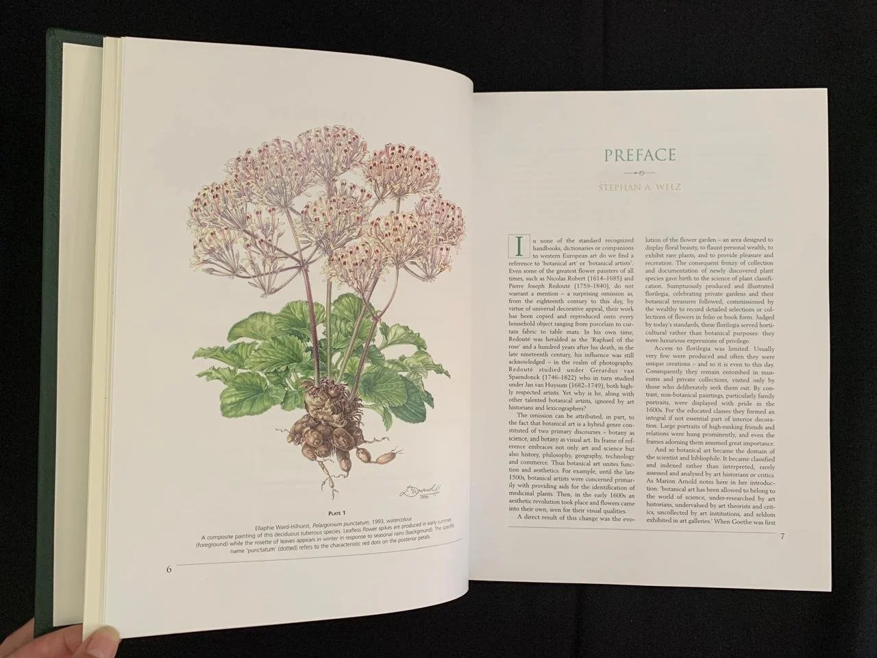 South African Botanical Art by Marion Arnold 11.jpeg