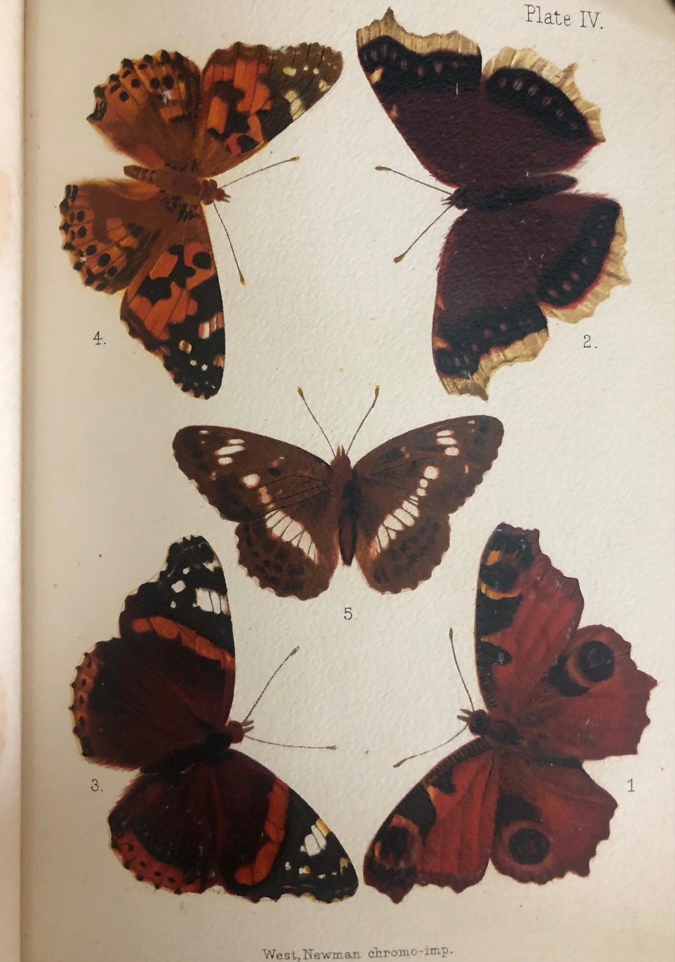 British Butterflies and Moths. 1907 8.jpg