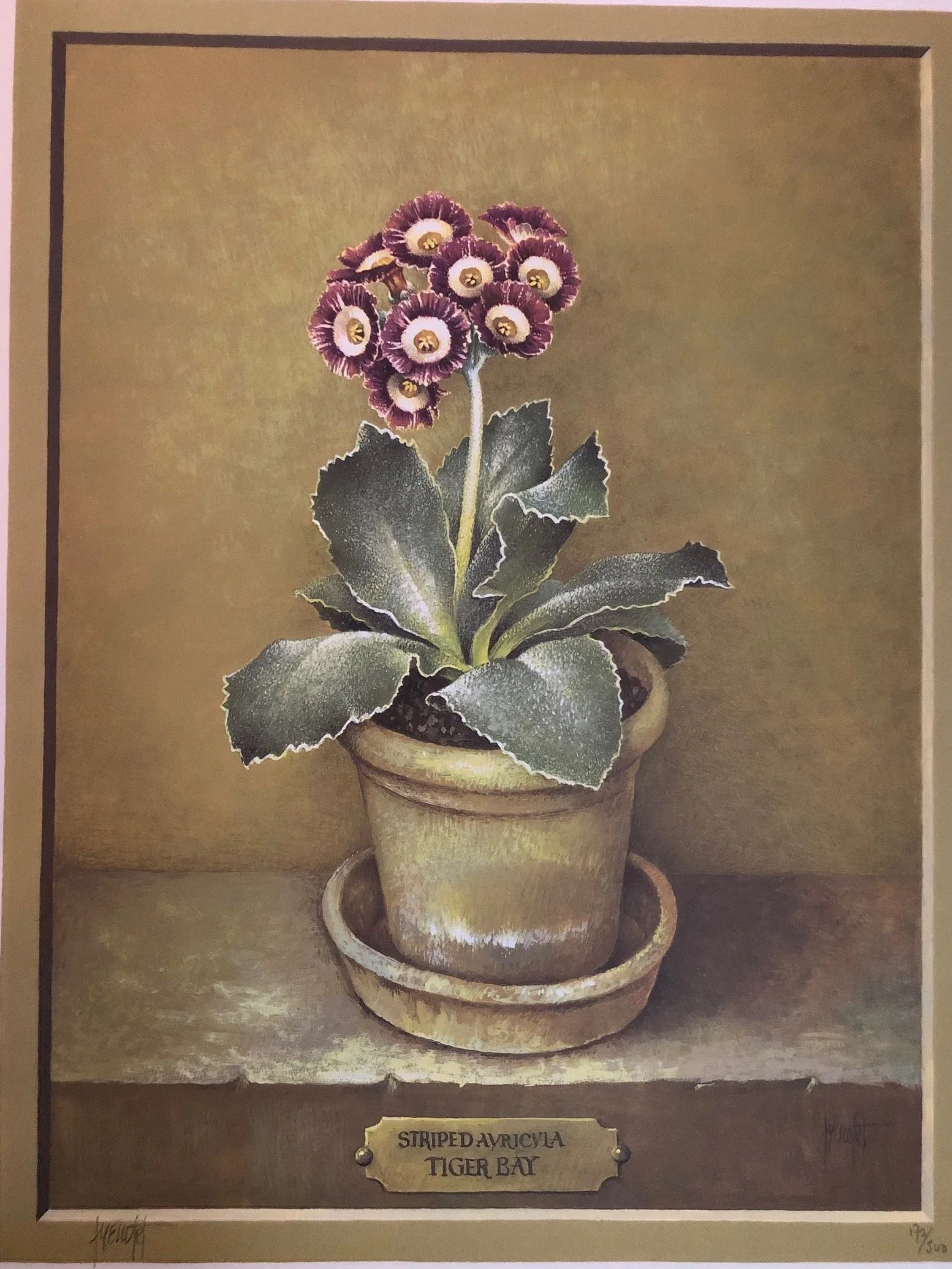 The Auricula by Stephanie Hoppen 1990  7.jpg