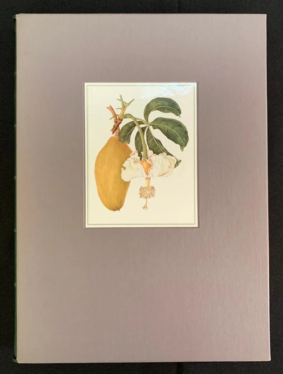 South African Botanical Art by Marion Arnold 2.jpeg
