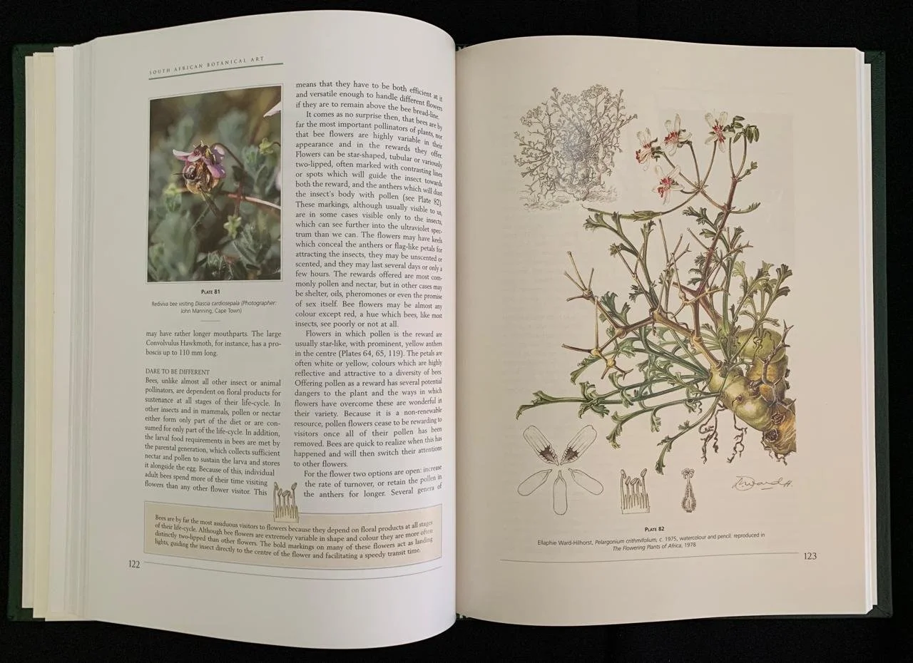 South African Botanical Art by Marion Arnold 13.jpeg