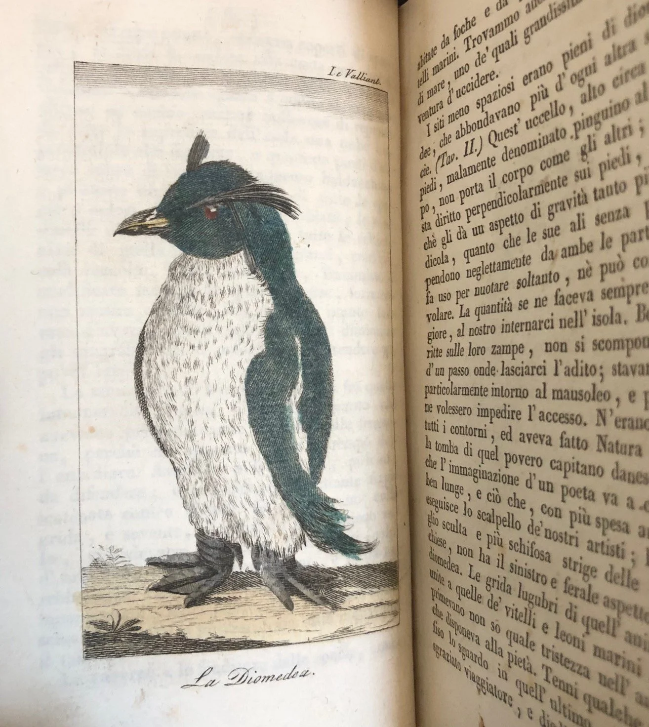 Travels in Southern Africa (in Italian). By François Le Vaillant. 1834. (2)