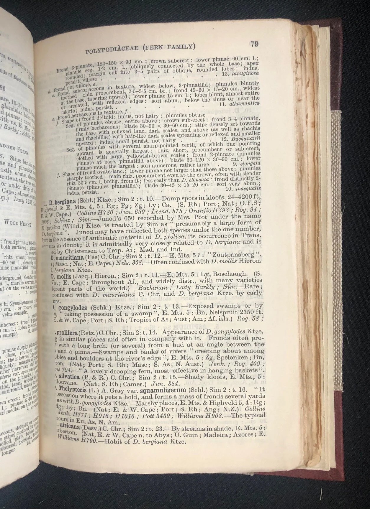 Flowering Plants and Ferns 5.jpg