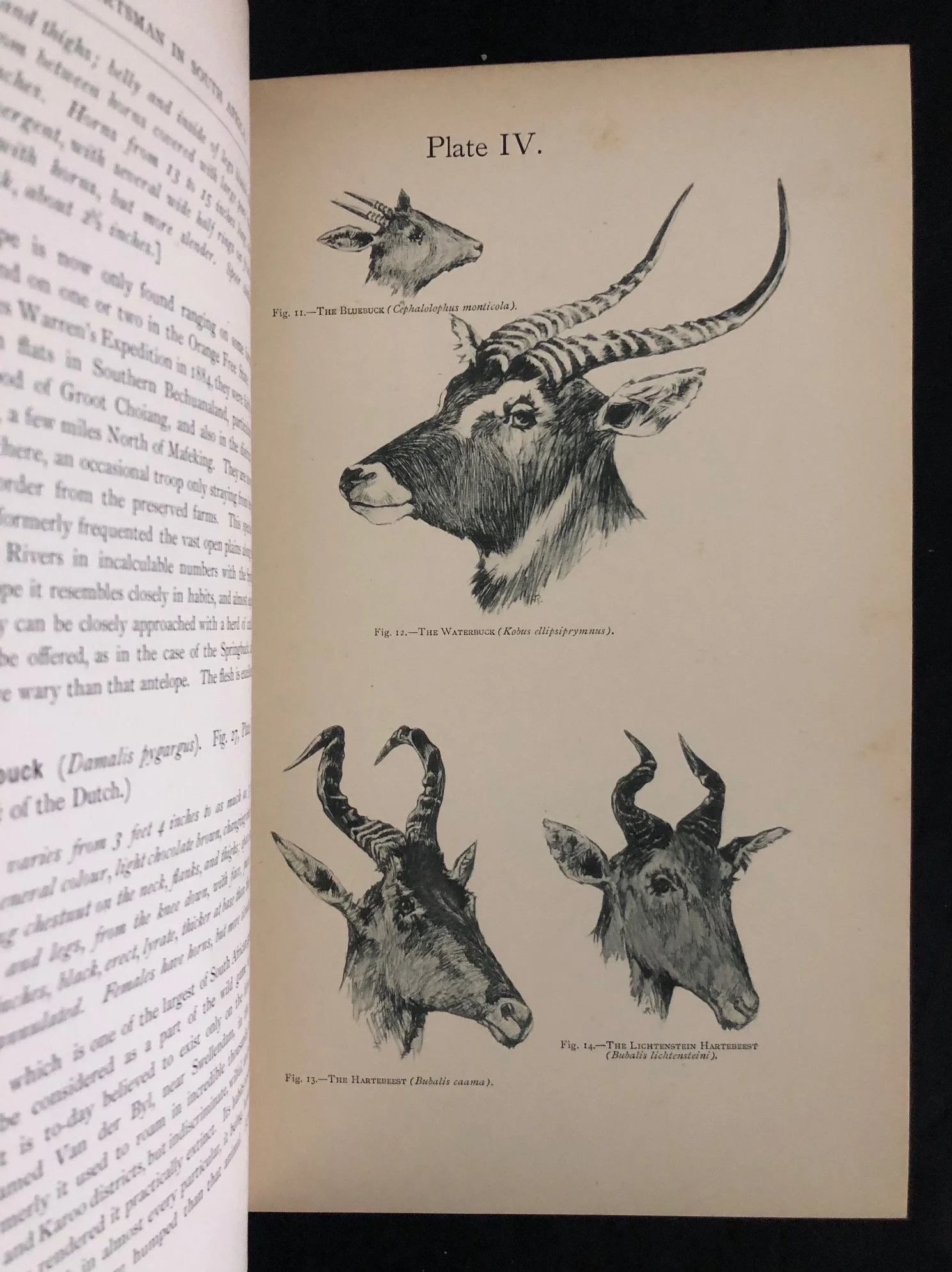 The Sportsman in South Africa by James A. Nicolls and William Eglington (1892)