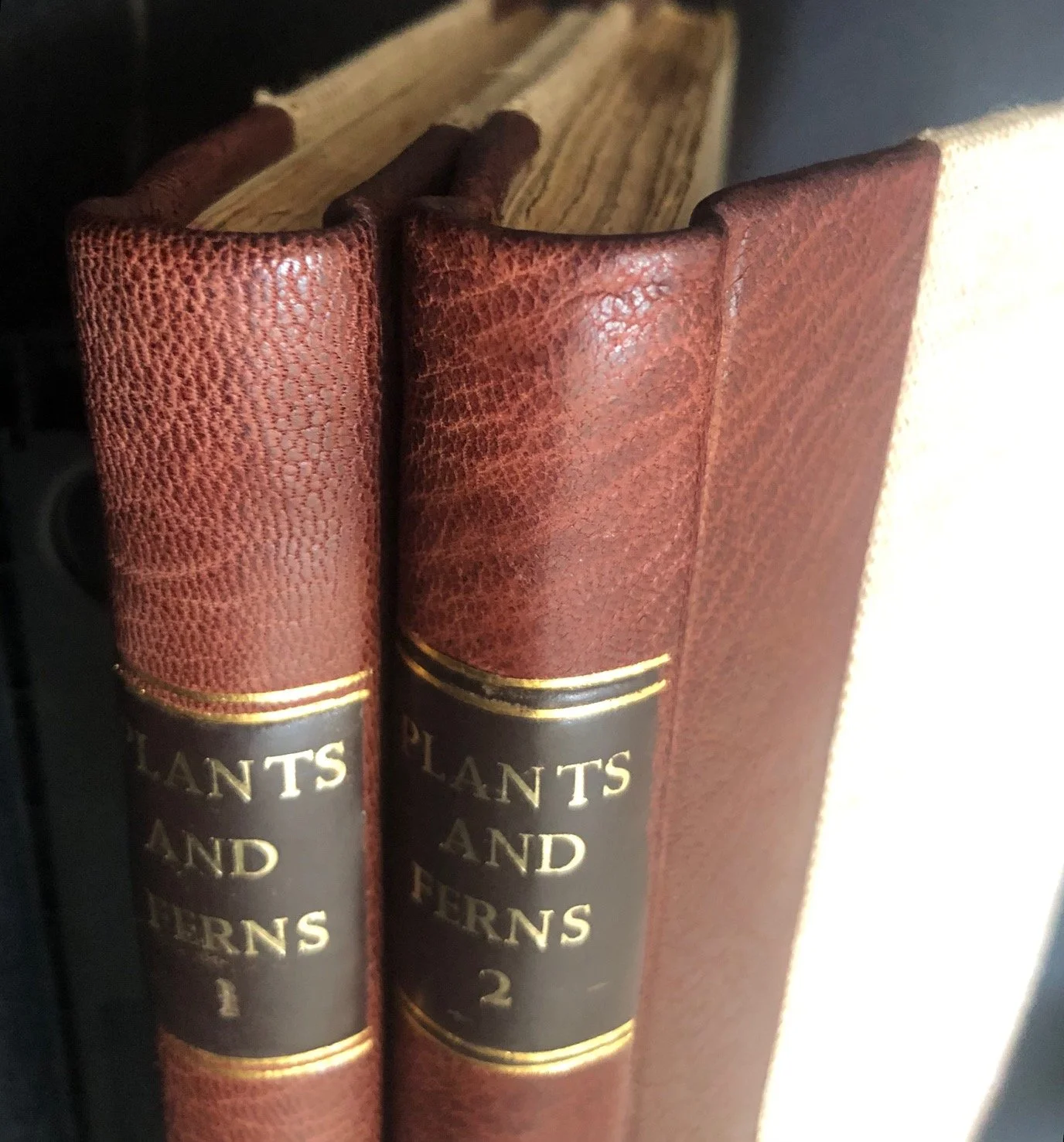 A Manual of the Flowering Plants and Ferns of the Transvaal with Swaziland and South Africa 