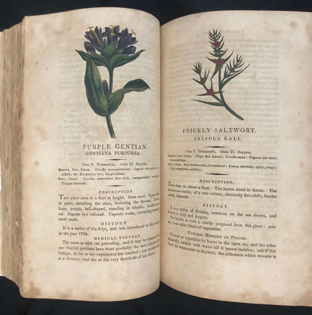 Thornton's Herbal (1814) 8.jpeg