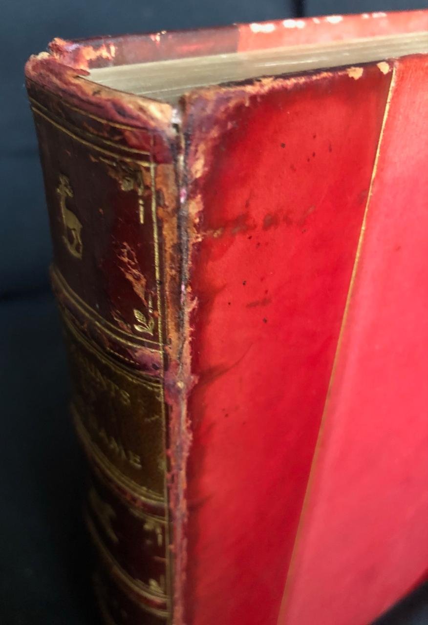 In Haunts of Wild Game (1896) 2.jpeg