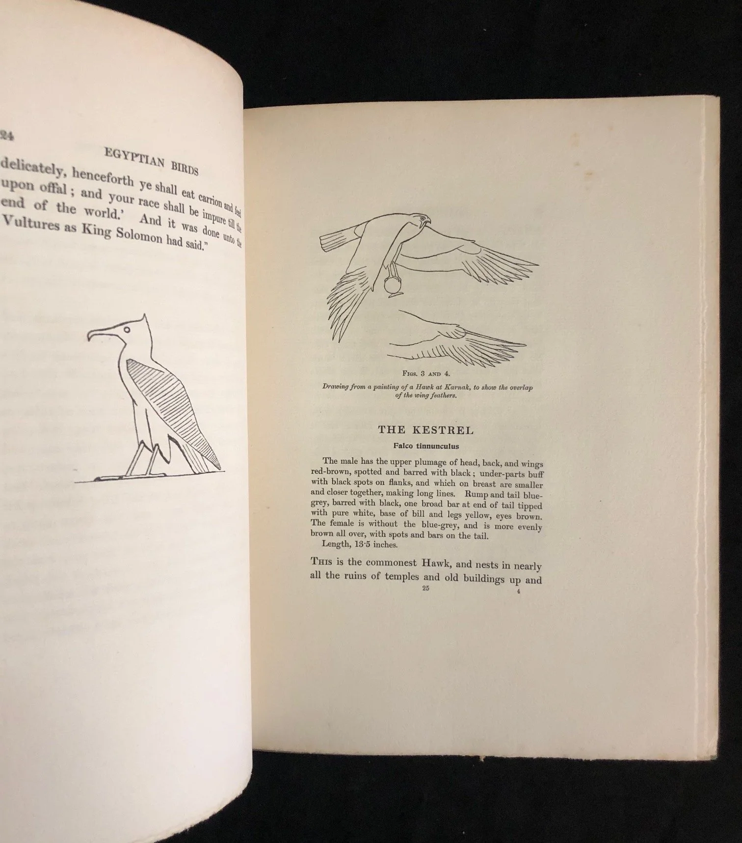Charles Whymper’s Egyptian Birds, signed deluxe edition (1909)