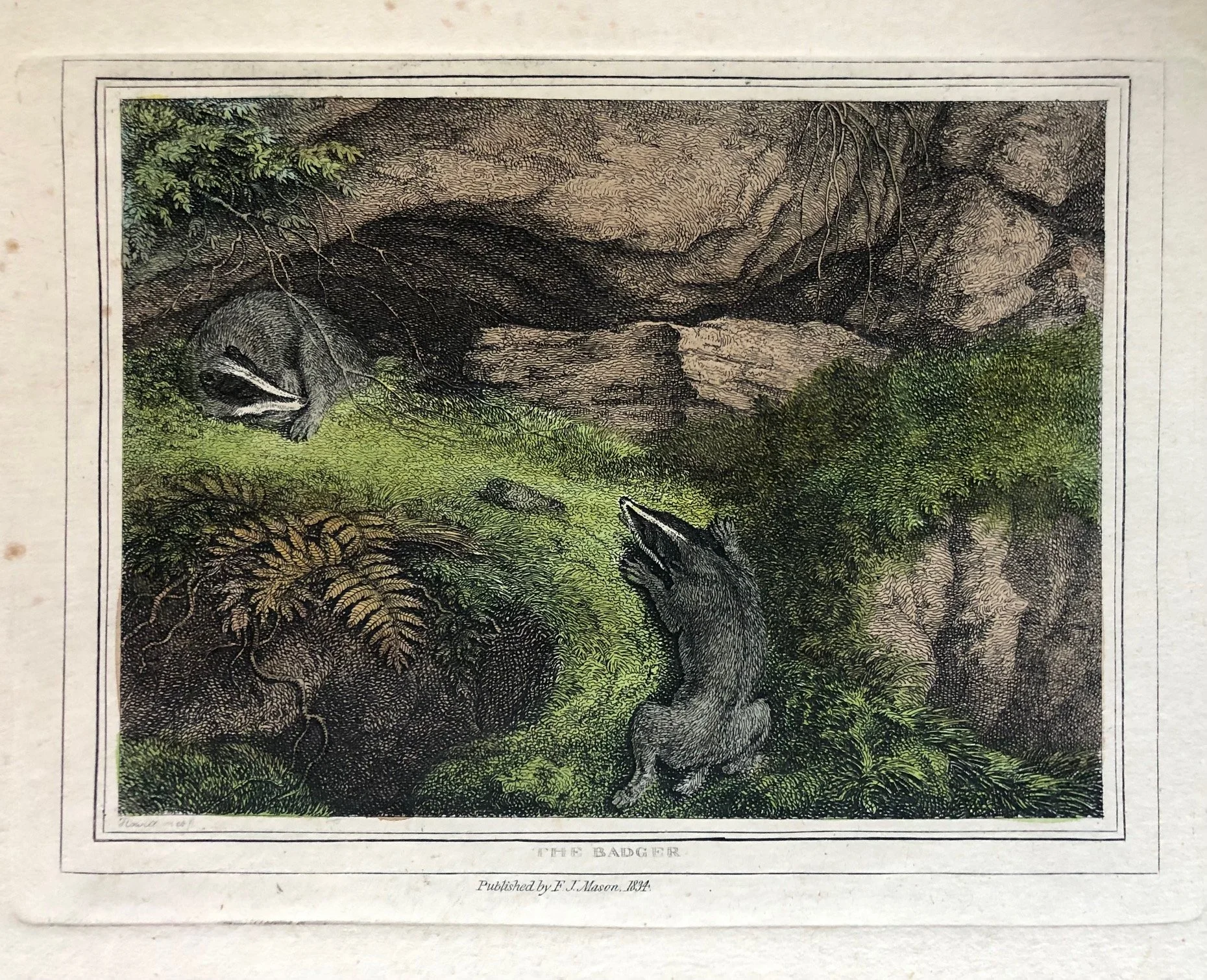 The Badger hand coloured Samuel Howitt engraving