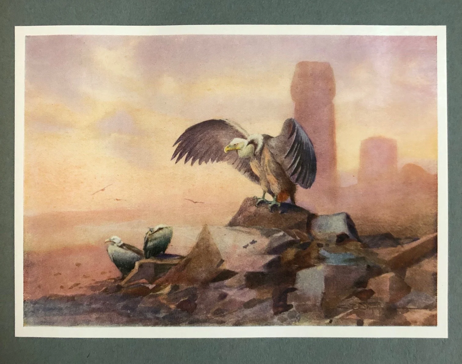 Charles Whymper’s Egyptian Birds, signed deluxe edition (1909)