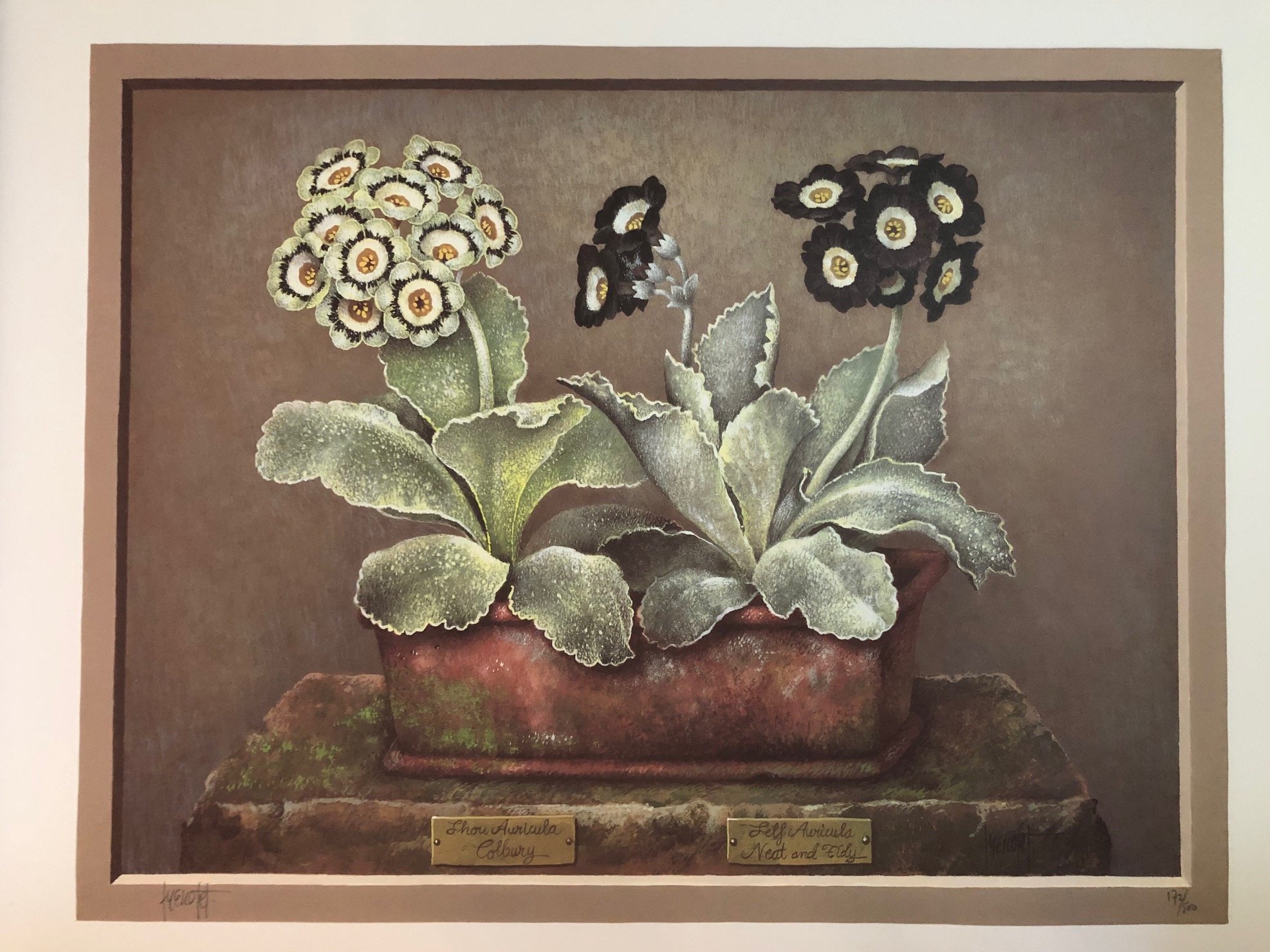 The Auricula by Stephanie Hoppen 1990  8.jpg