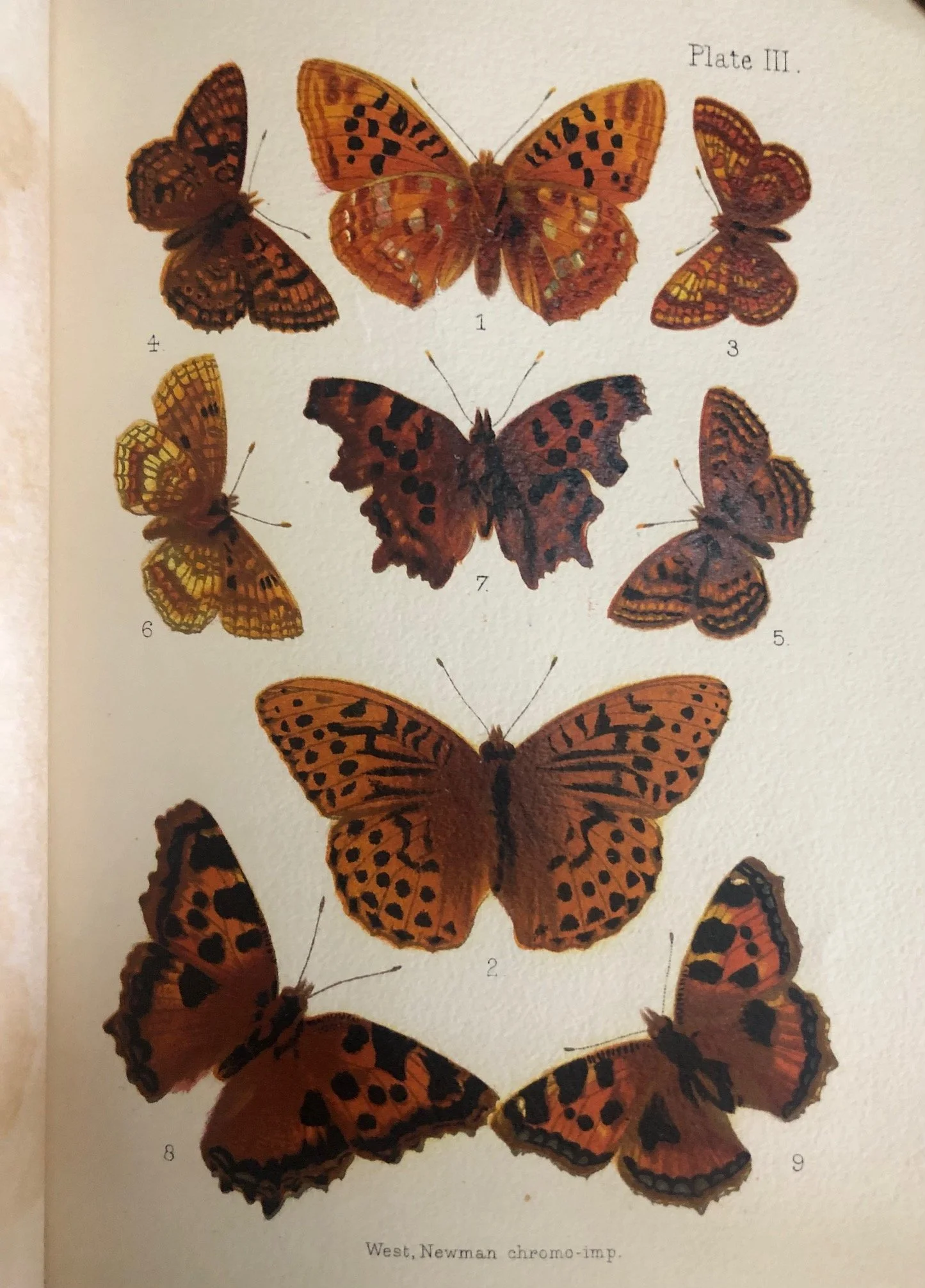 British Butterflies and Moths (1907)