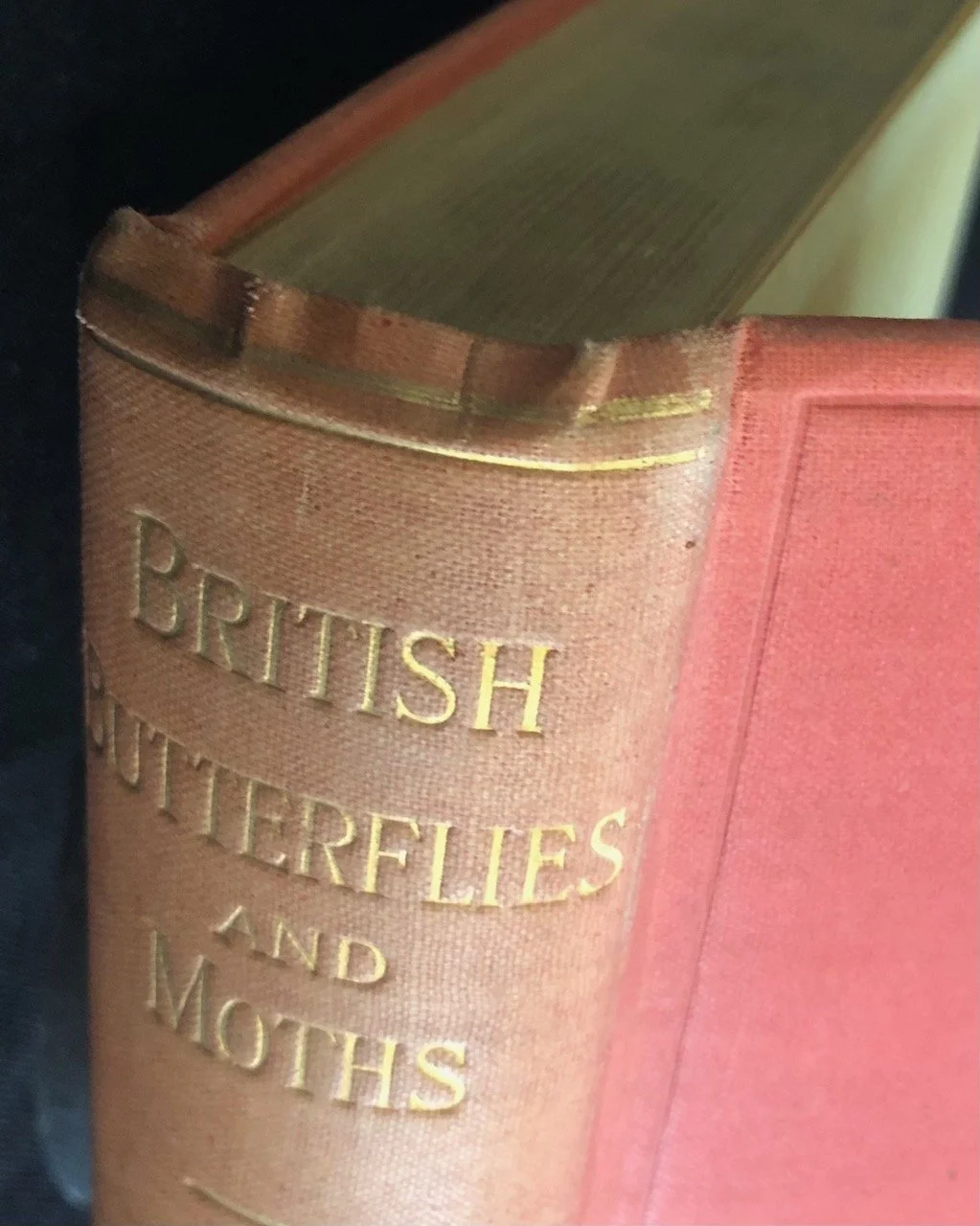 British Butterflies and Moths. 1907 2.jpg