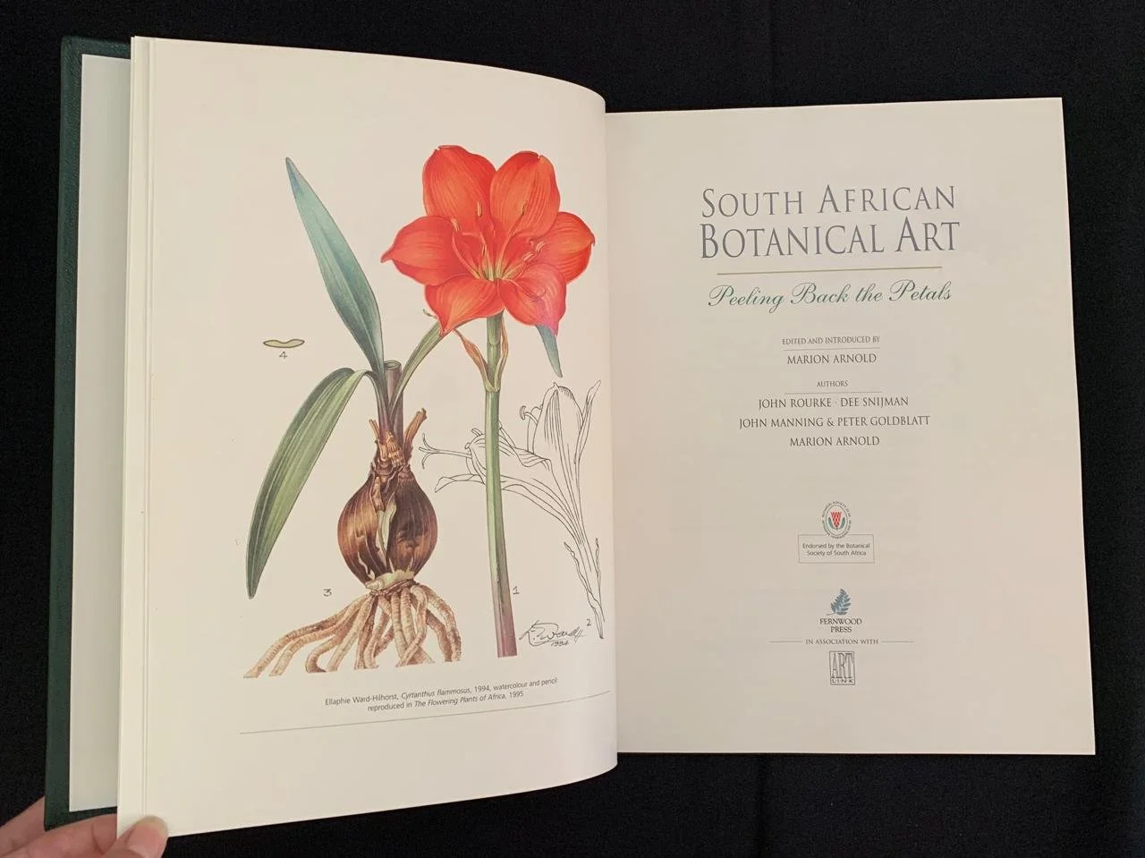 South African Botanical Art by Marion Arnold 9.jpeg