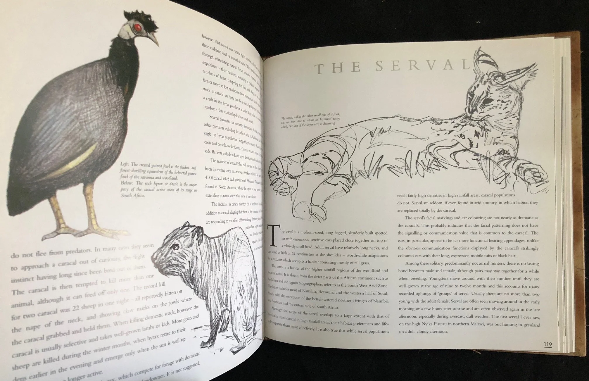 A deluxe edition of Cats by Dr. Anthony Hall-Martin (1997)
